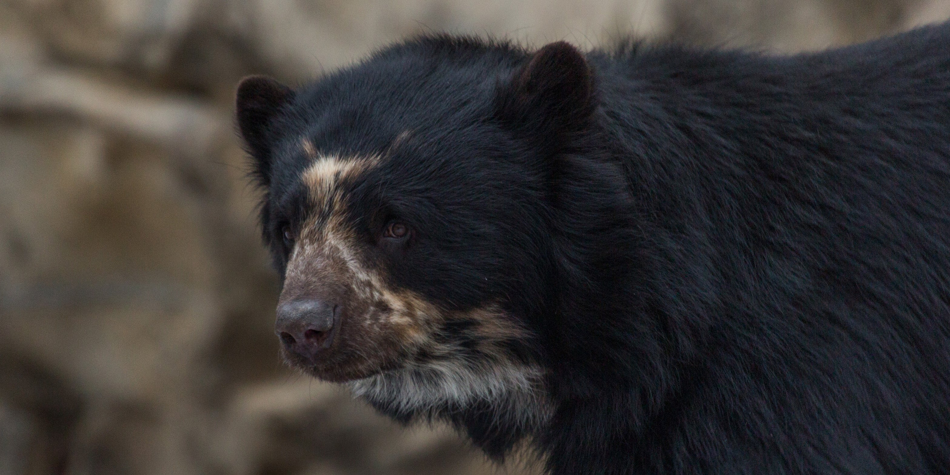 Andean Bear Update: A New Hope | Smithsonian's National Zoo