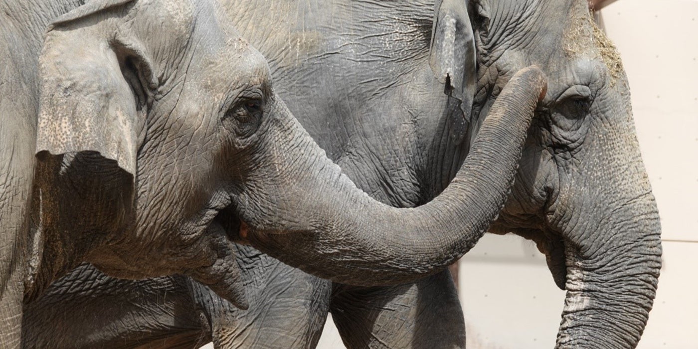 How Do You Encourage Elephants to Build Positive Relationships? |  Smithsonian's National Zoo