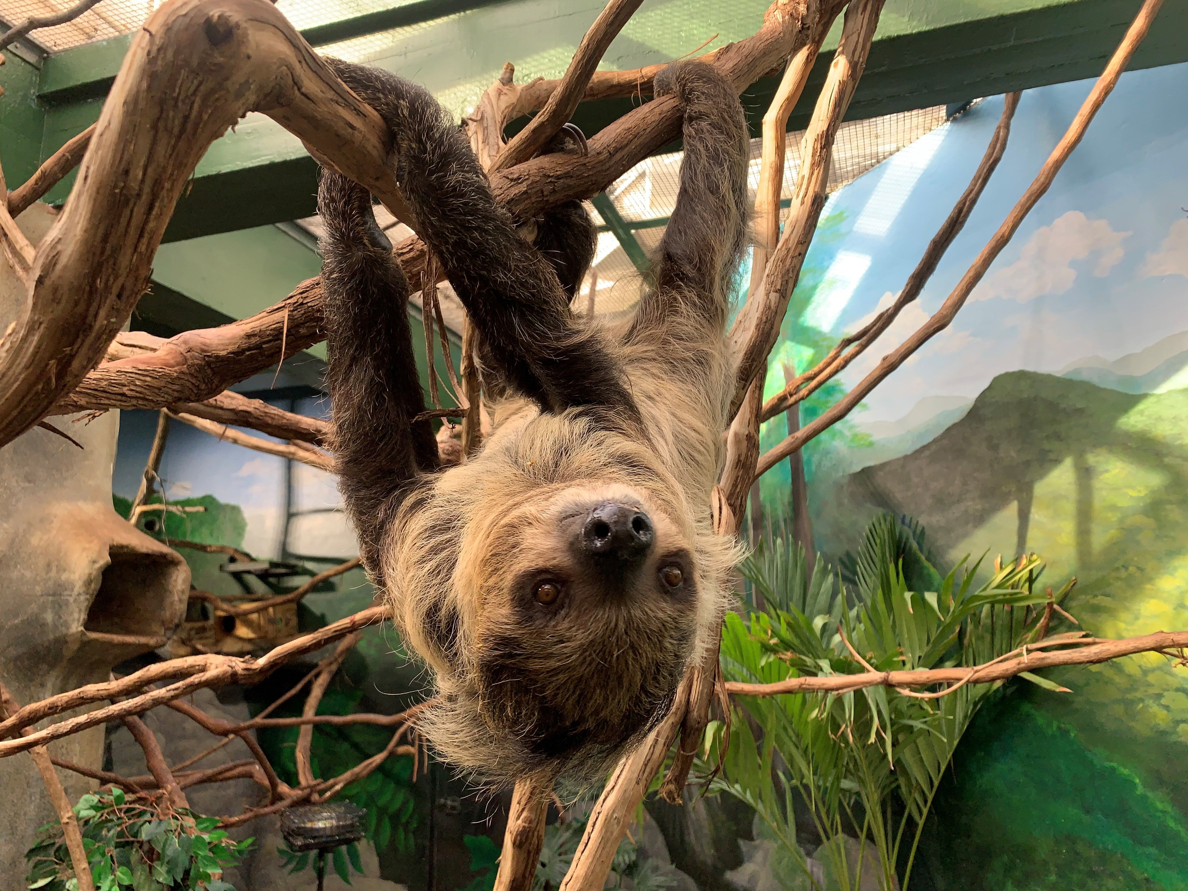 New Two-toed Sloth Arrives at Smithsonian's National Zoo | Smithsonian's  National Zoo