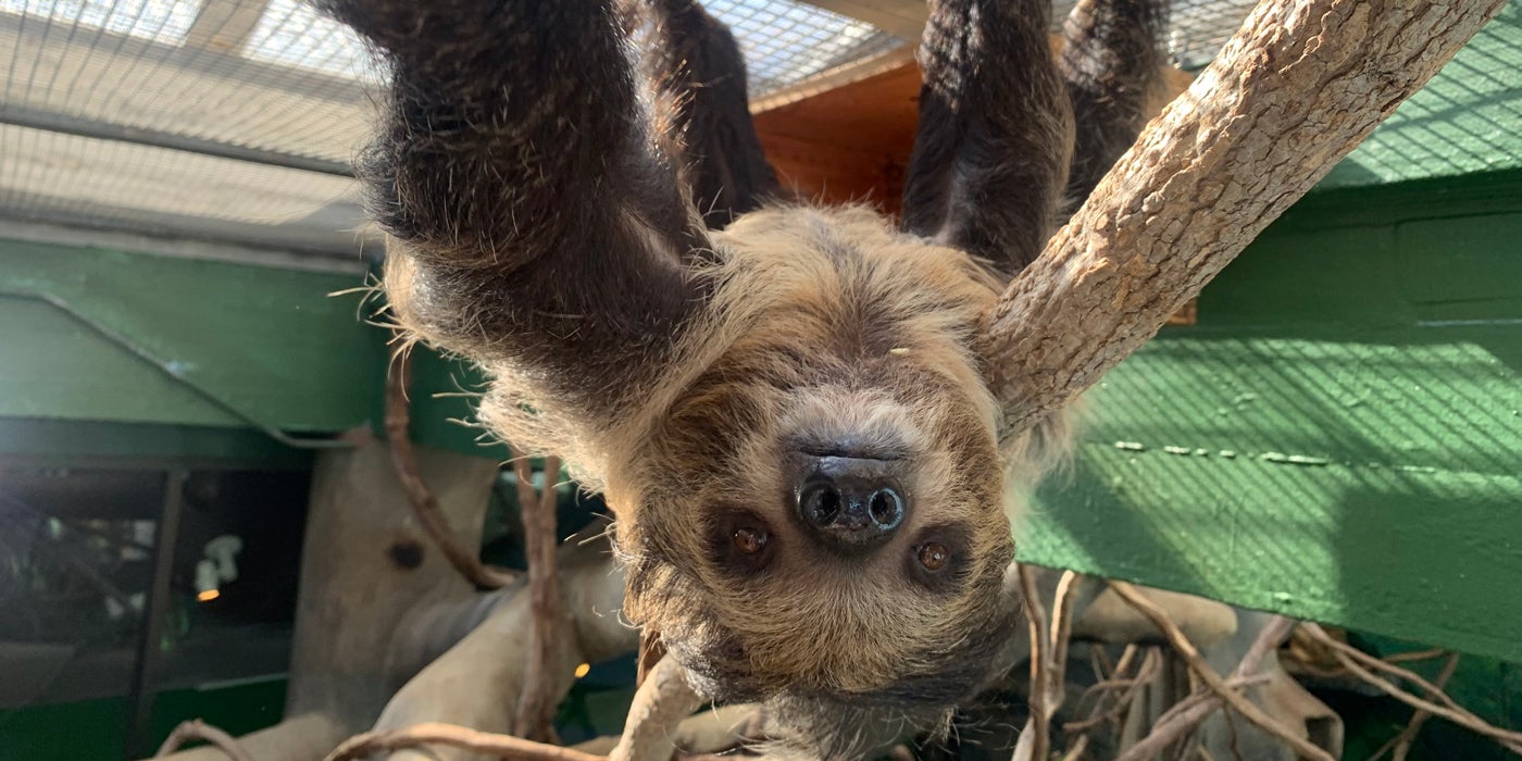 How to Care for Sloths | Smithsonian's National Zoo