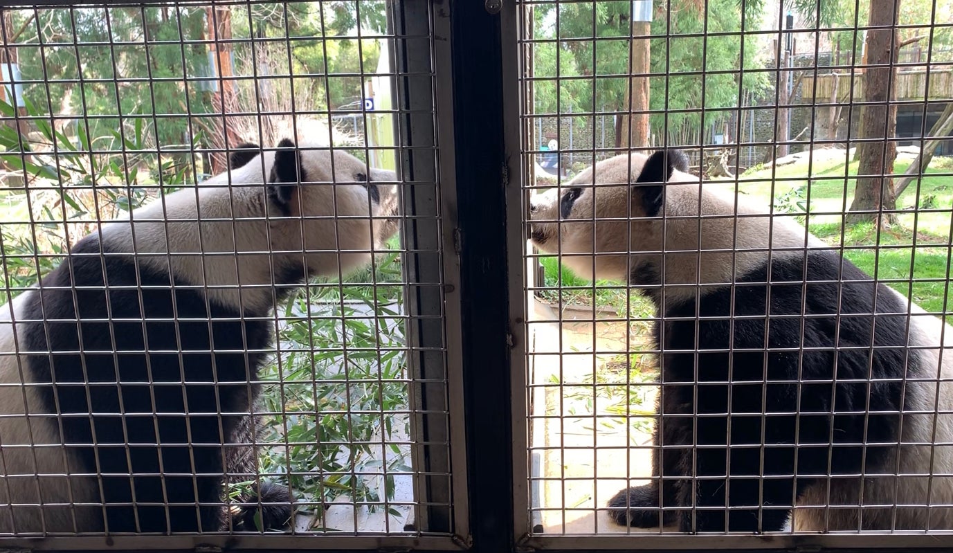 two giant pandas sniff at each other through an enclosure