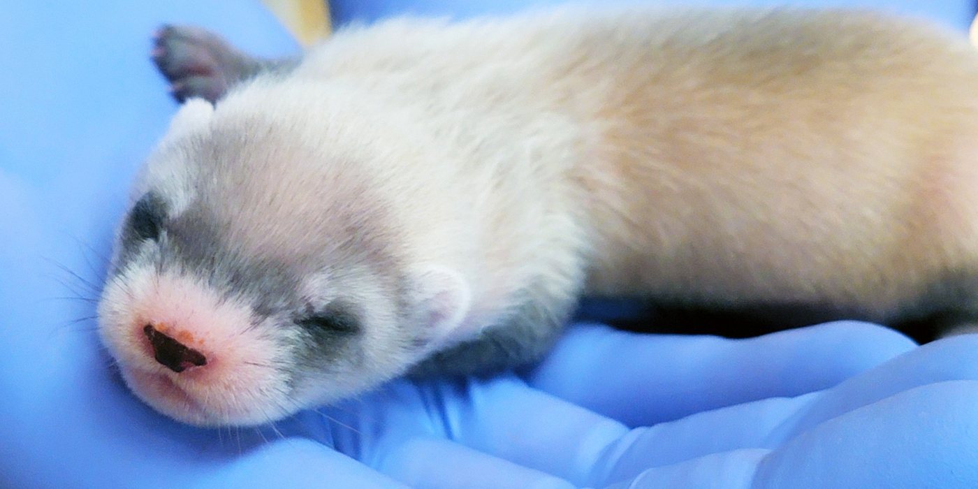 Black-Footed Ferrets: Top Milestones for a Species Once Presumed Extinct |  Smithsonian's National Zoo