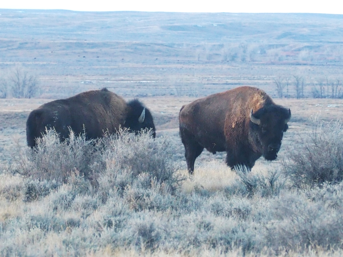 Great Plains  Defenders of Wildlife