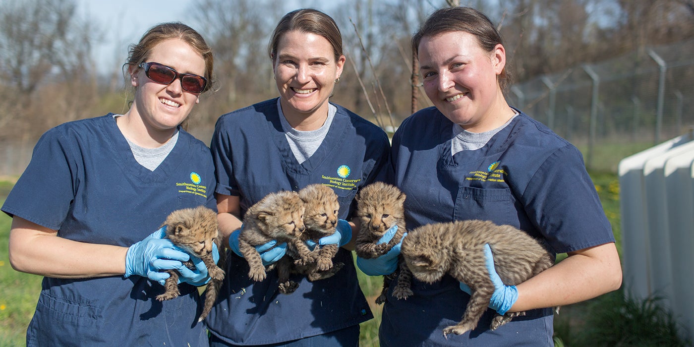 Three scientists holding five cheetah cubs