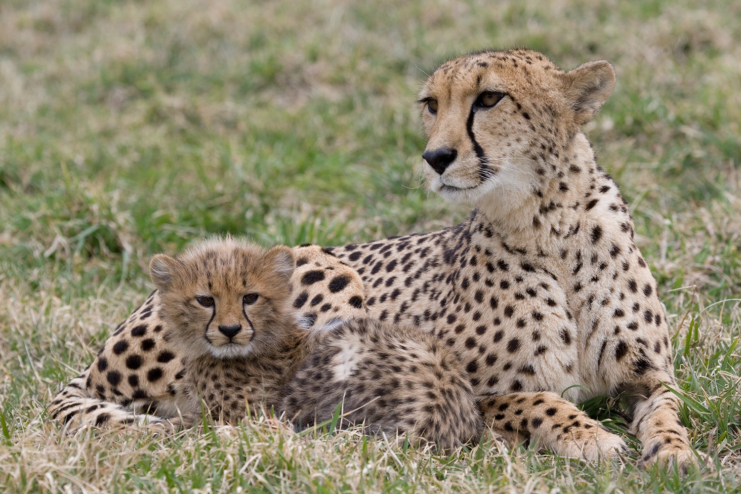 Why Do Cheetahs Have Spots? And Other Cheetah Facts | Smithsonian's  National Zoo