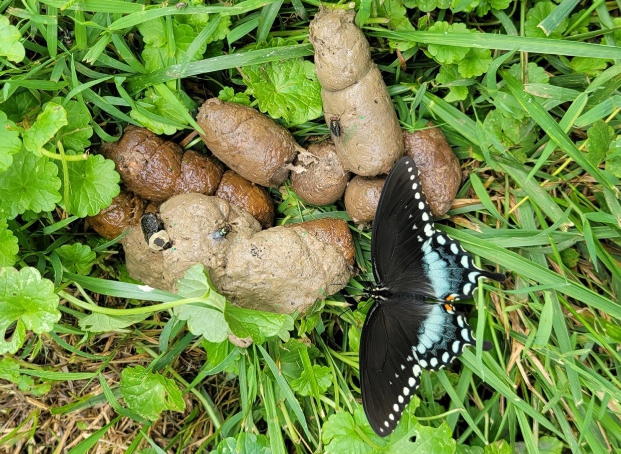 Many animals, such as these insects shown feeding on cheetah poop, rely on fecal material for nutrition.