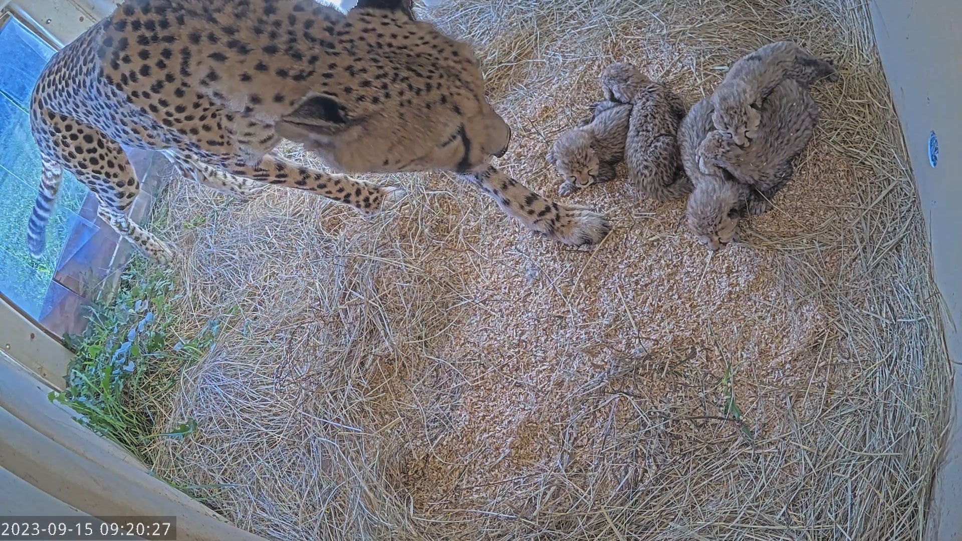 Cheetah mother Echo with five cubs born Sept. 12, 2023
