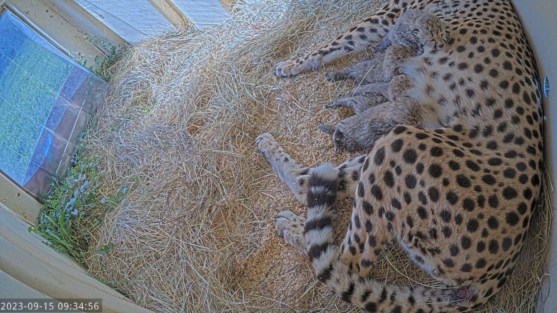 Cheetah Echo with her cubs born Sept. 12, 2023