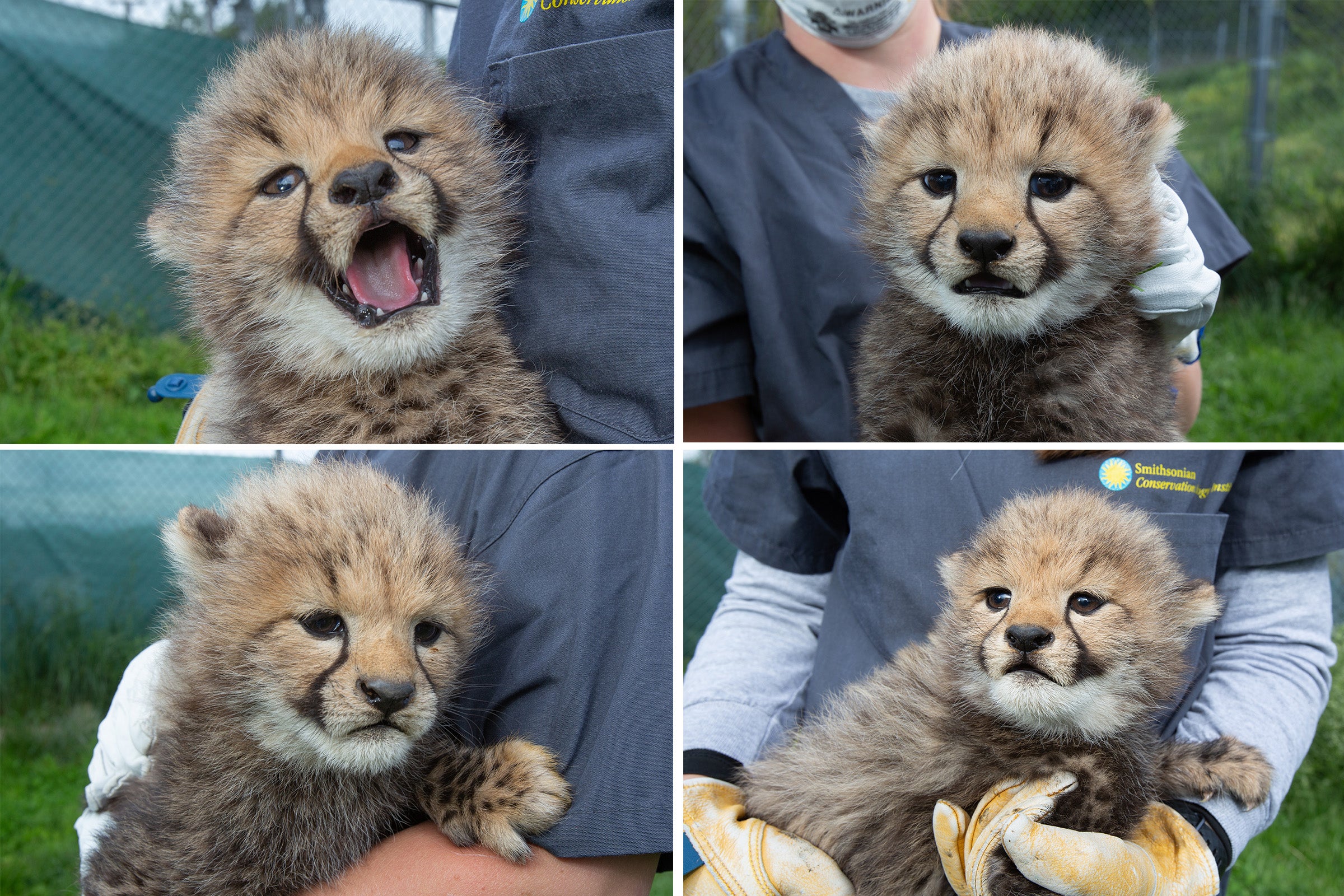 Cheetah Cubdate #7: The Cubs Receive Their Names | Smithsonian's National  Zoo