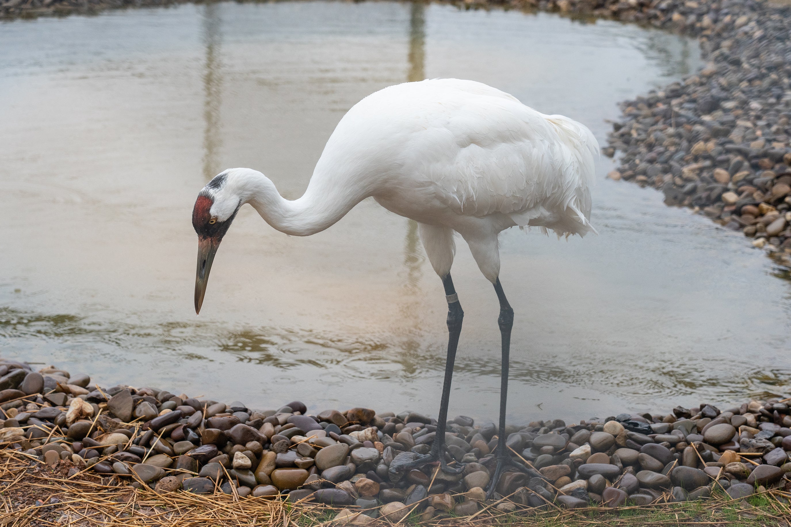 New Whooping Crane Breeding Facility Opens at the Smithsonian Conservation  Biology Institute | Smithsonian's National Zoo