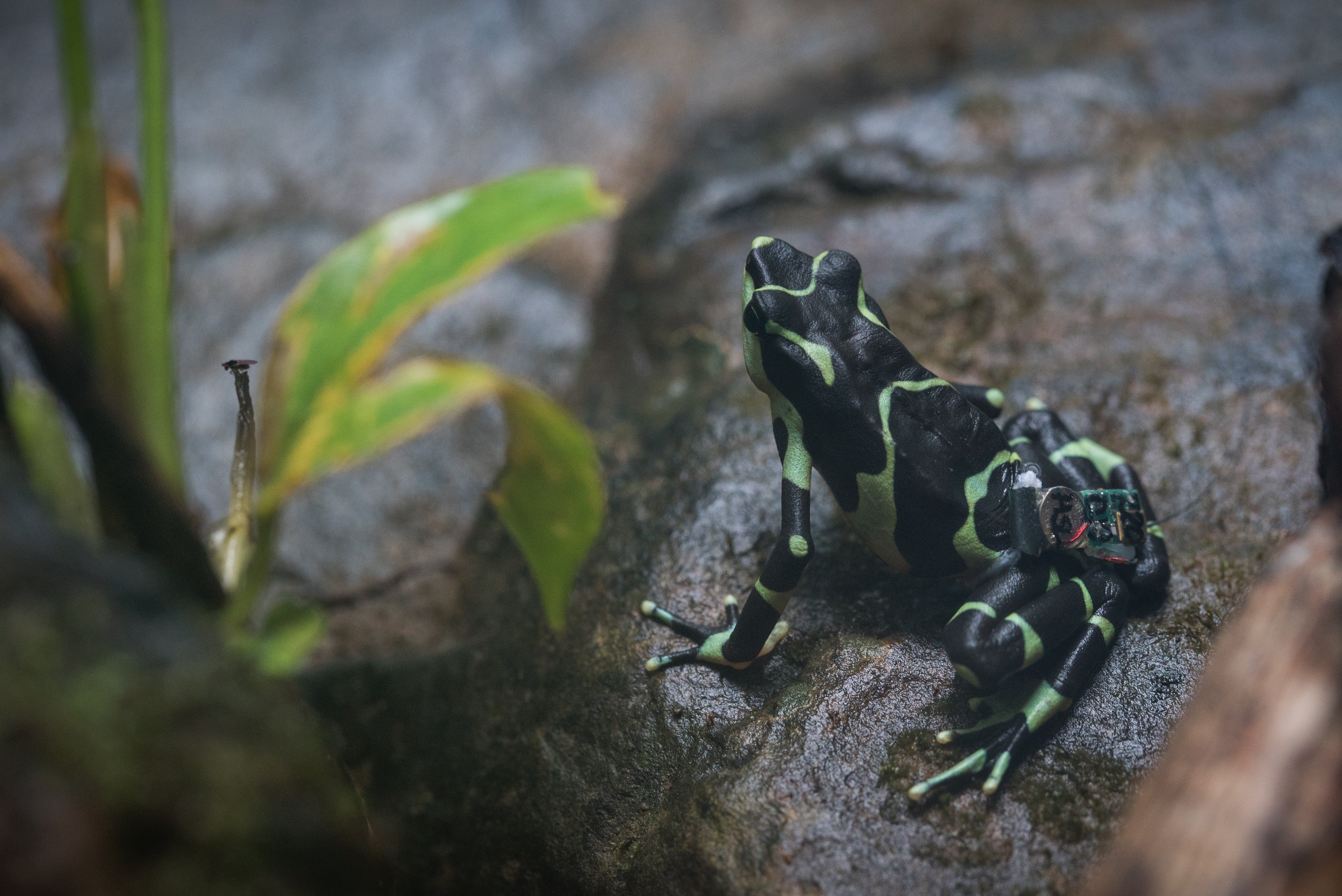 A green and black limosa harlequin frog with a satellite tracking tag on its back