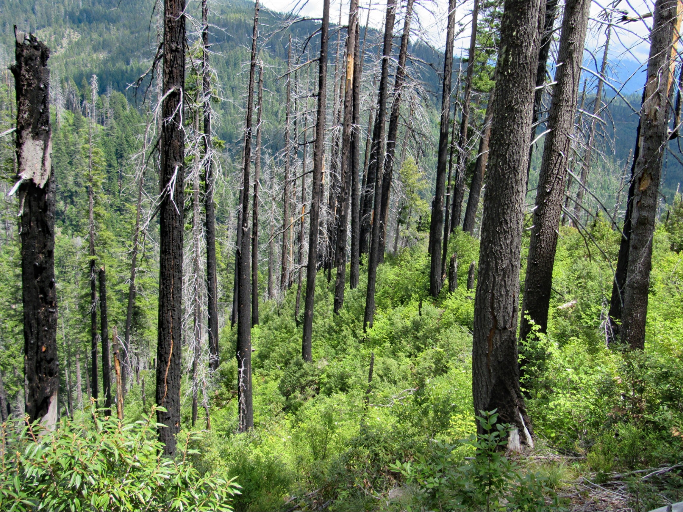 characteristic vegetation pattern following high-severity fire in the Klamath region