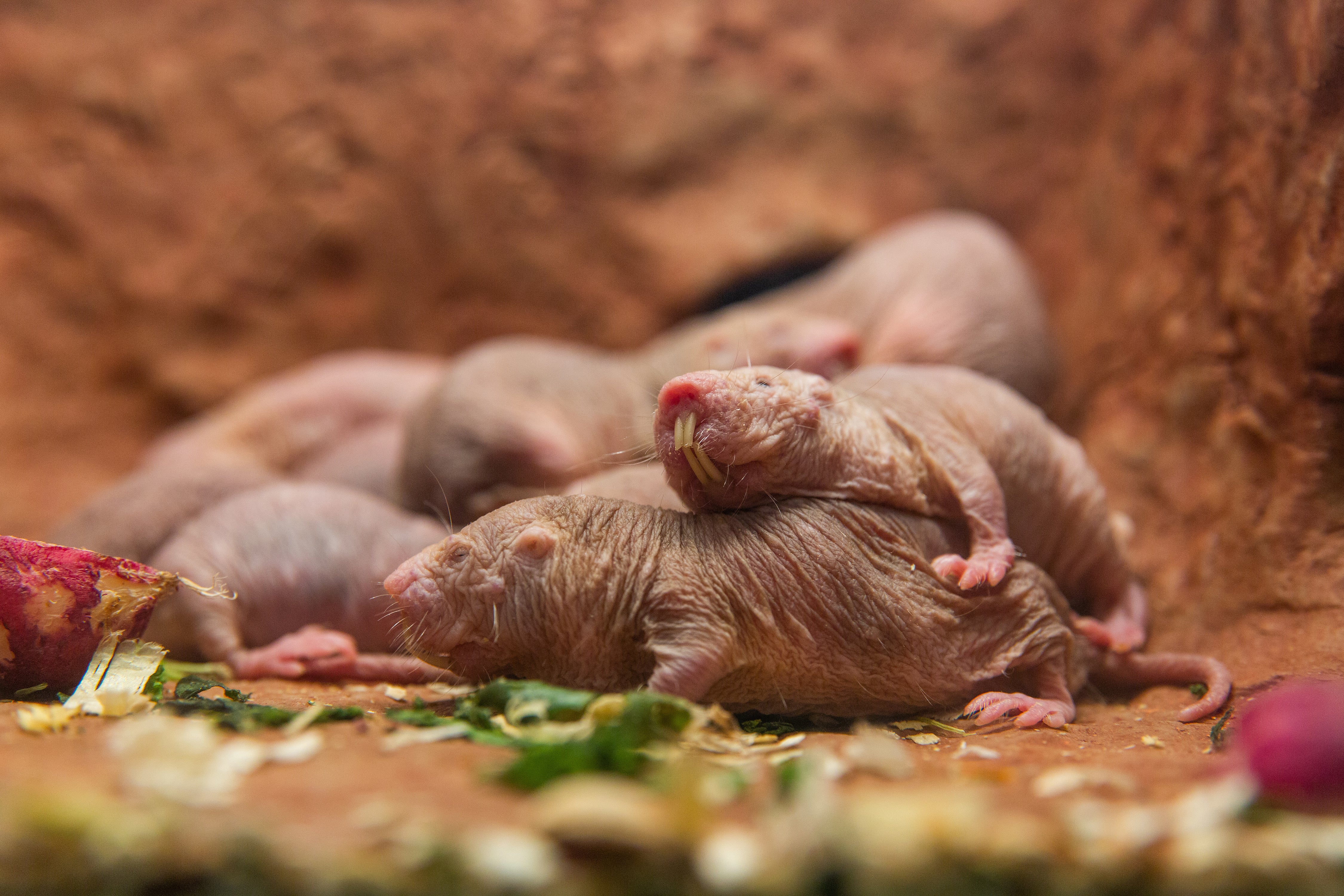 Naked mole-rats in their new home. 