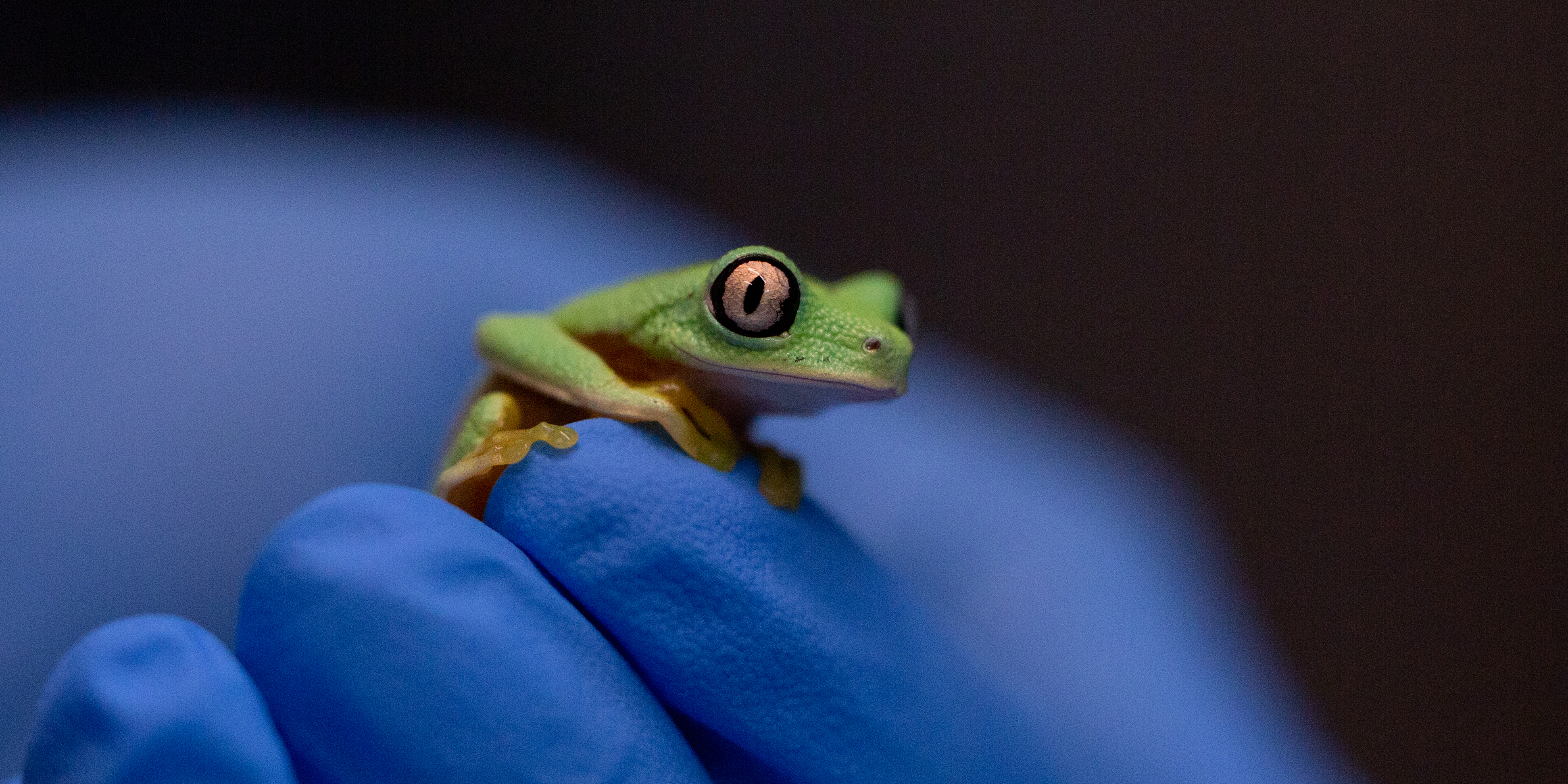 New at the Zoo: Lemur Leaf Frogs  Smithsonian's National Zoo and Conservation  Biology Institute