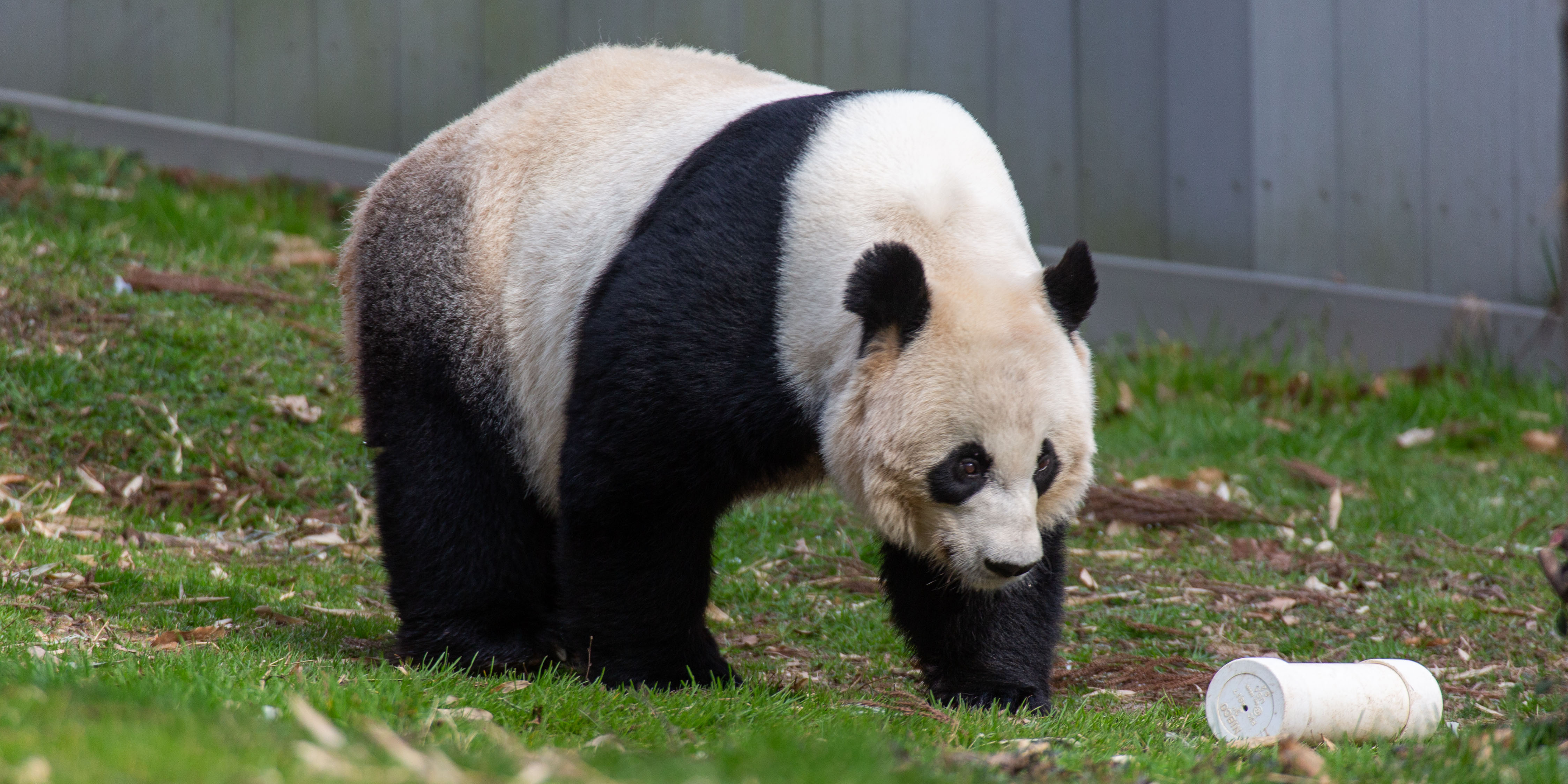 Giant Panda Update: From Bamboo Shoots to Training Chutes | Smithsonian