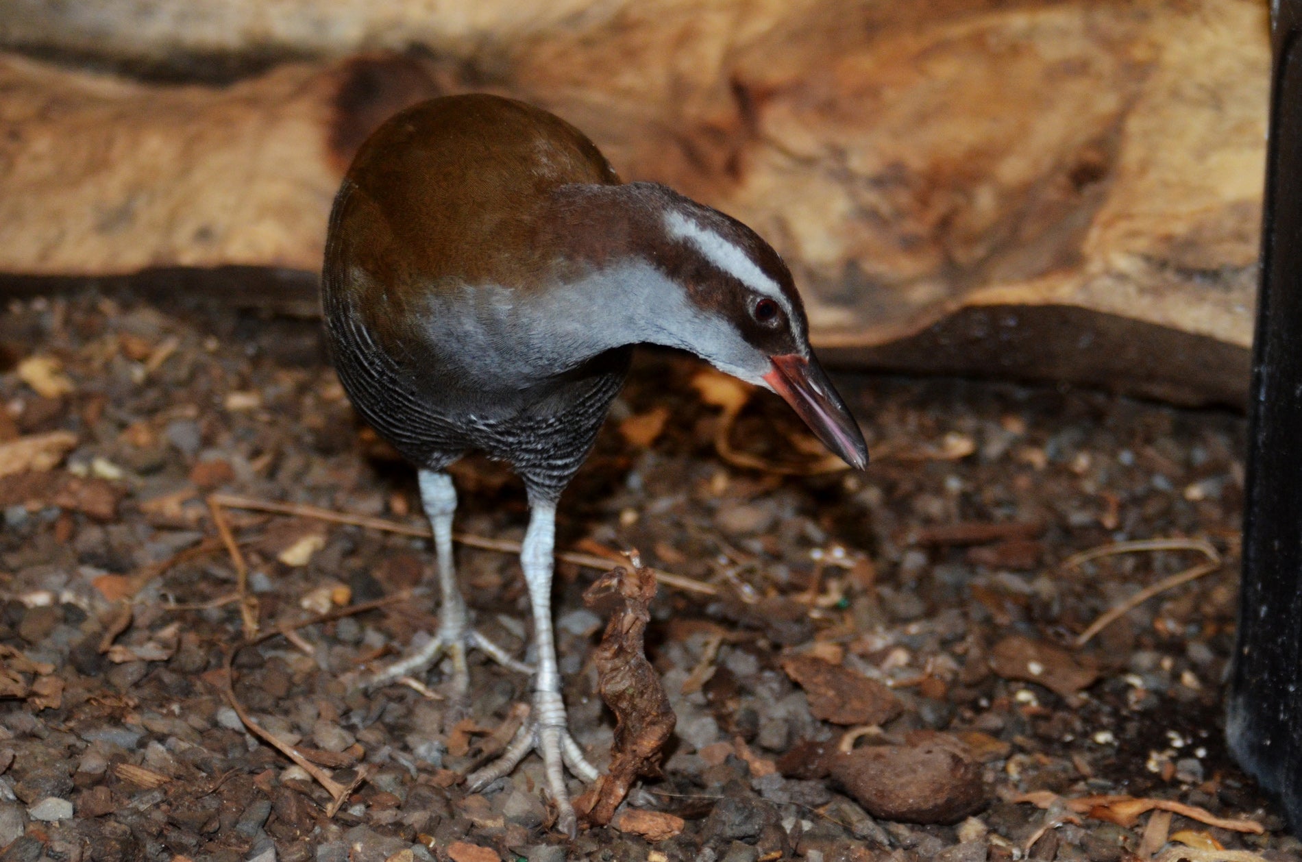 A small, flightless bird called a Guam rail with long legs and toes, and brown and silver fur walks through a mulchy habitat at the Smithsonian Conservation Biology Institute
