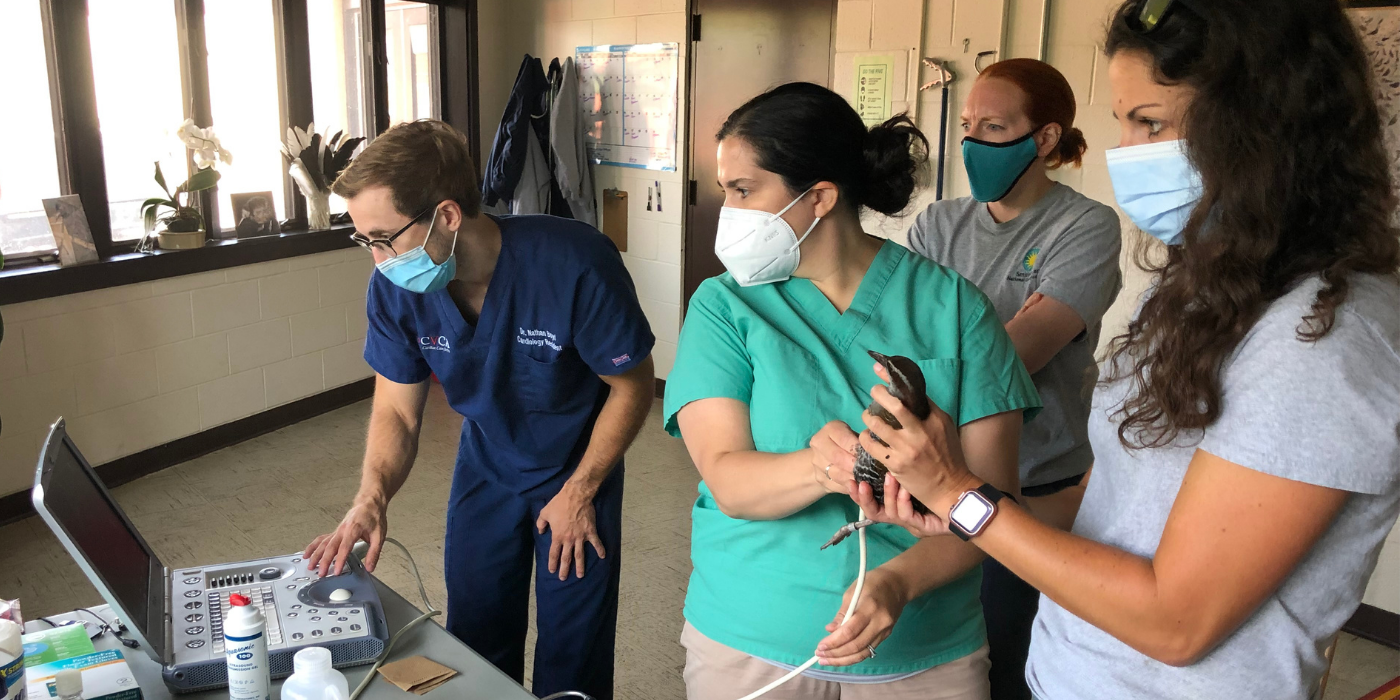 The Heart of the Matter: Cardiac Conditions in Guam Rails | Smithsonian ...