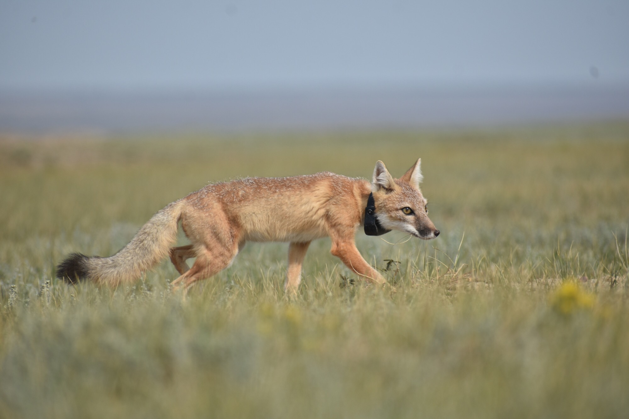 Learning About Swift Foxes From What They Leave Behind Smithsonian s 