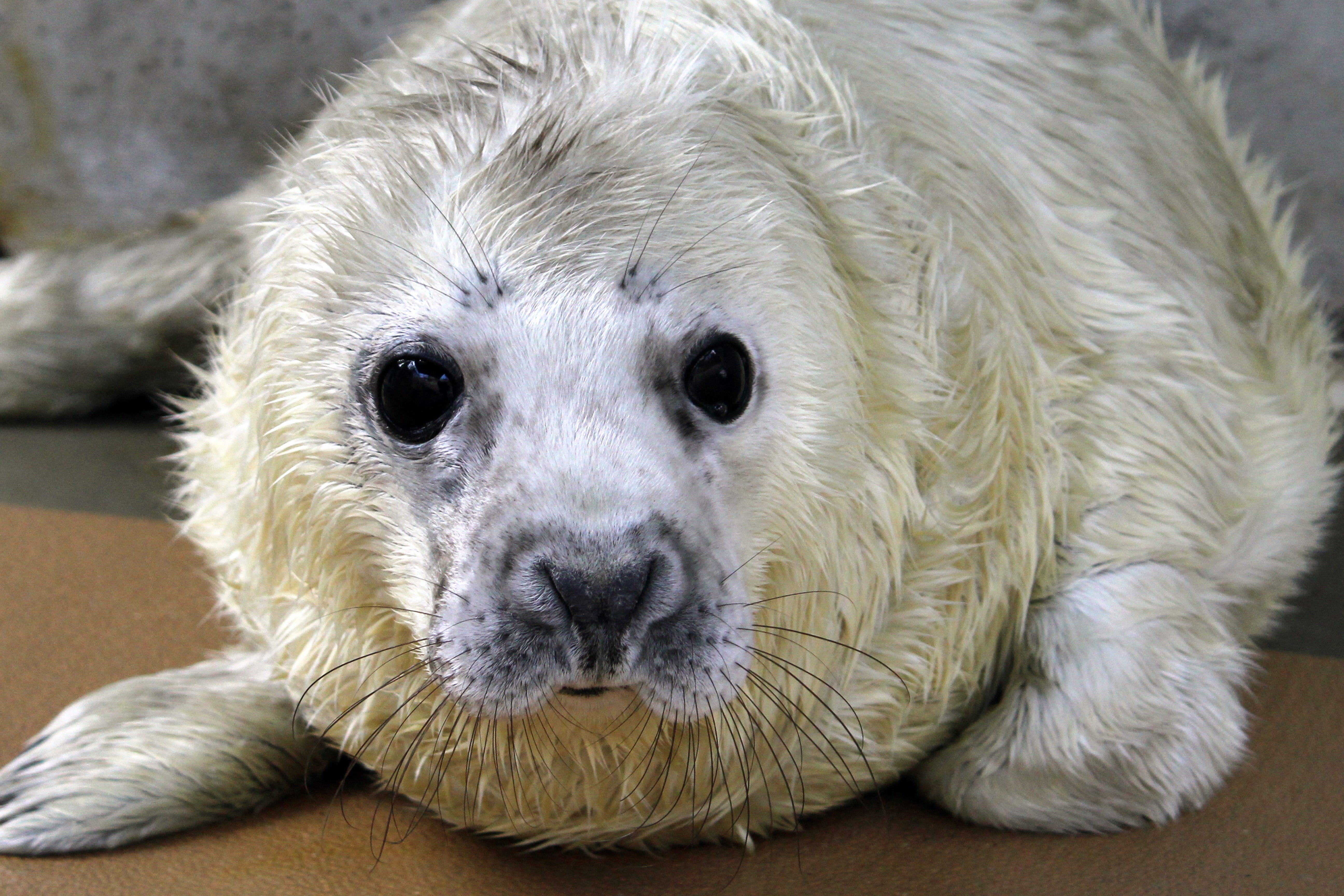 A Gray Seal 'PUPdate' | Smithsonian's National Zoo
