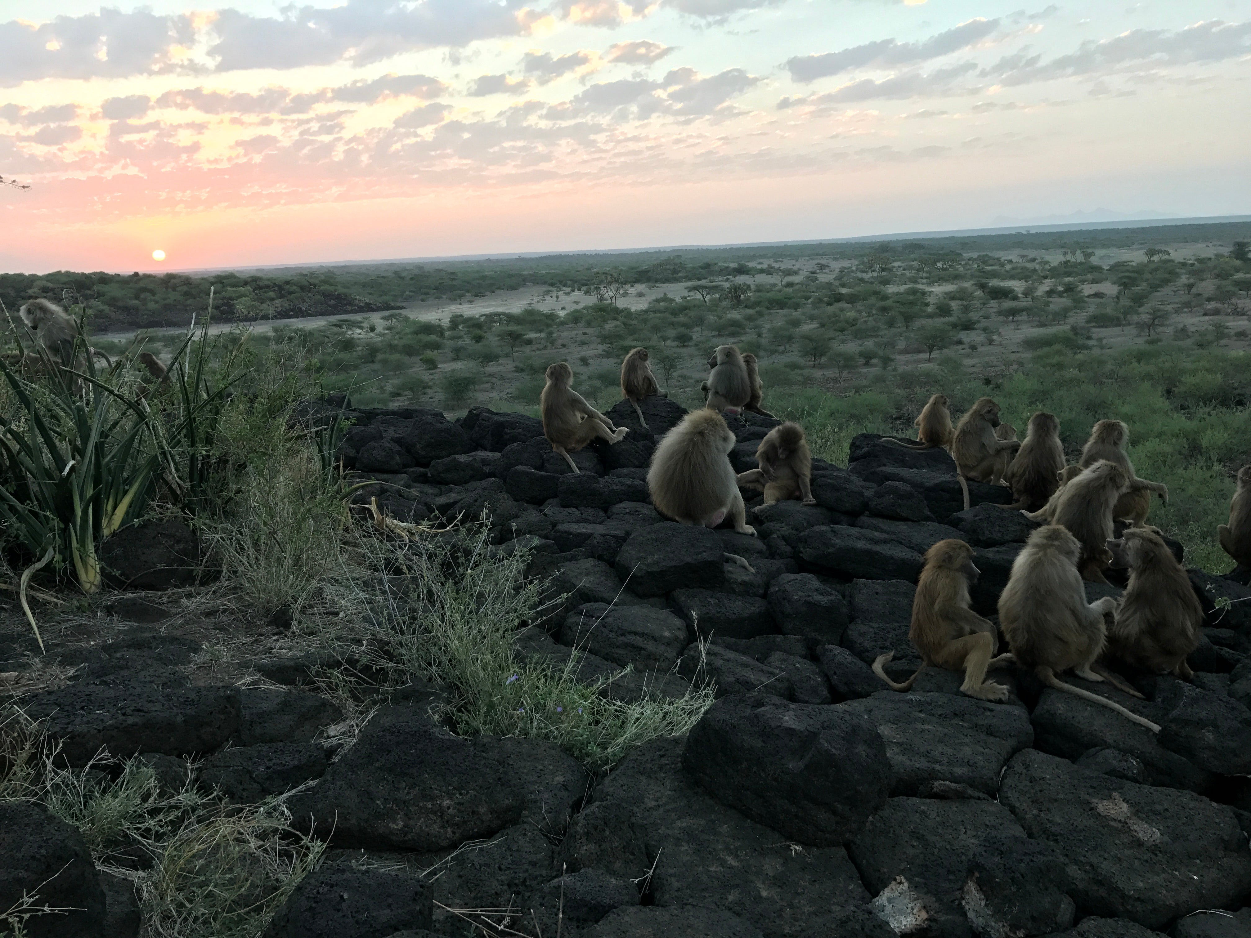 A group of baboons seated on a cluster of rocks in Ethiopia at sunset