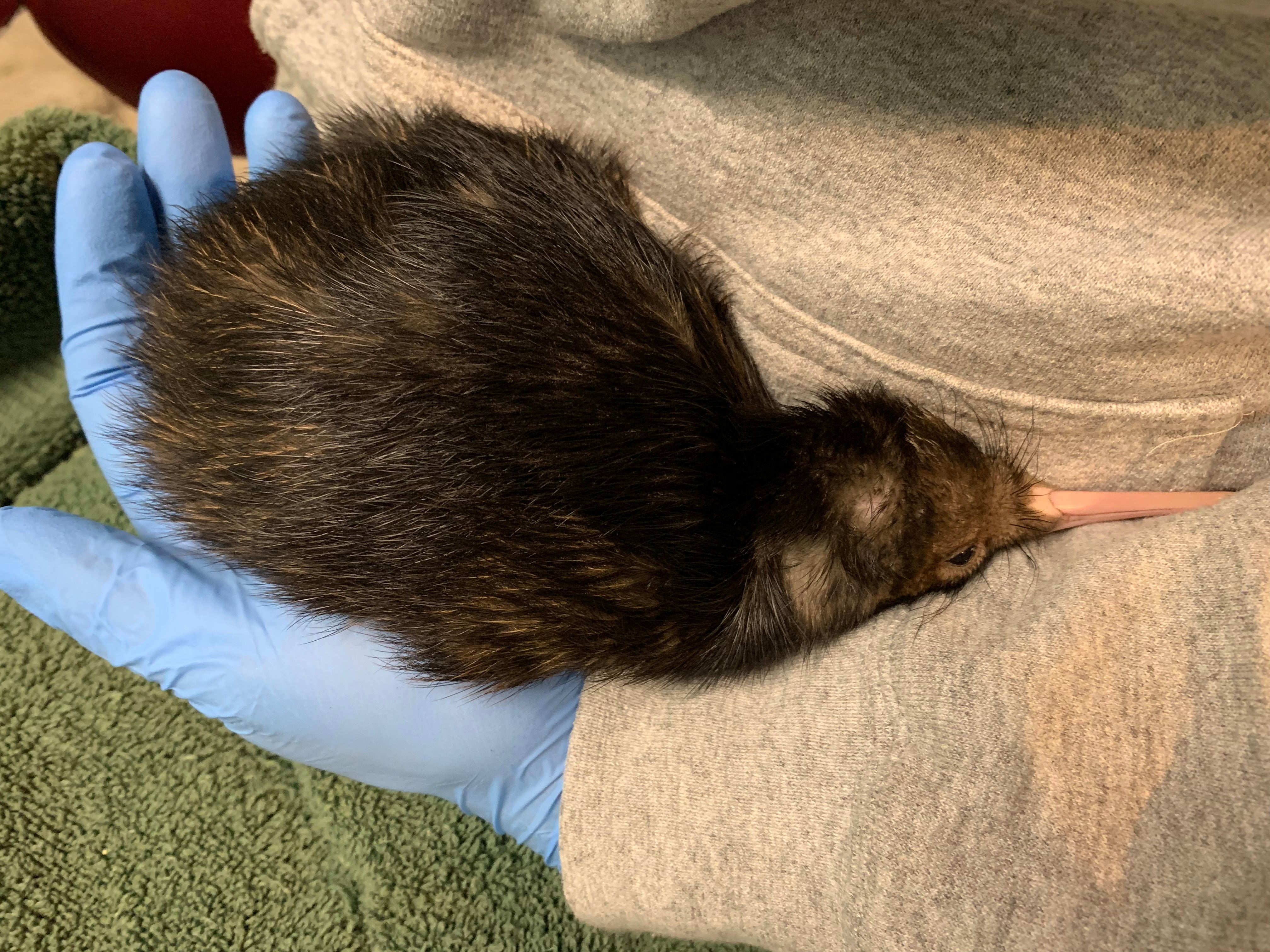 A kiwi chick in a keeper's hand