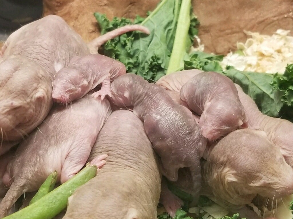 The adults and pups in the naked mole-rat colony sleeping together in a pile Jan. 30. Naked mole-rats sleep in piles to stay warm.
