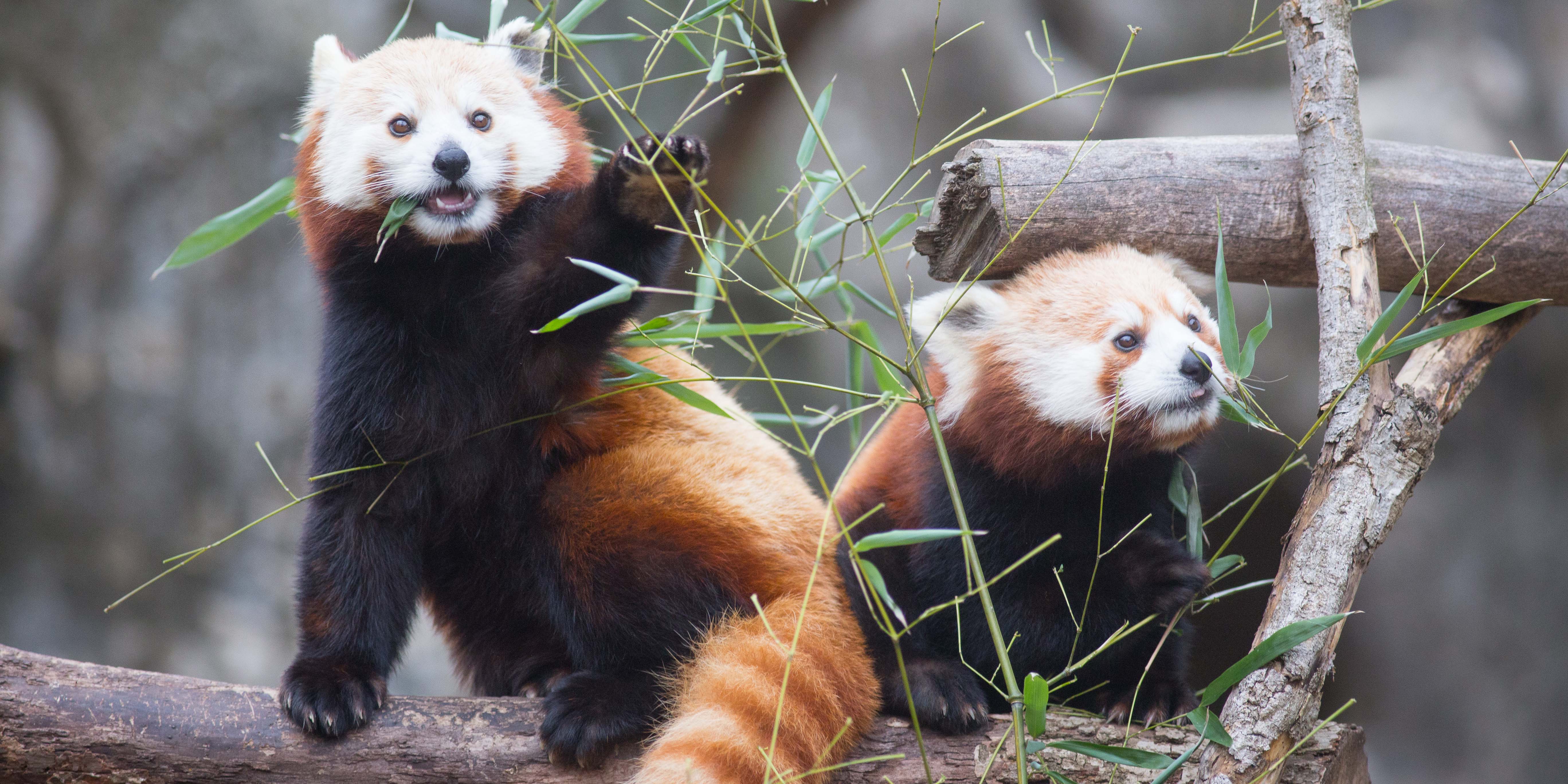 Red pandas on exhibit at Asia Trail