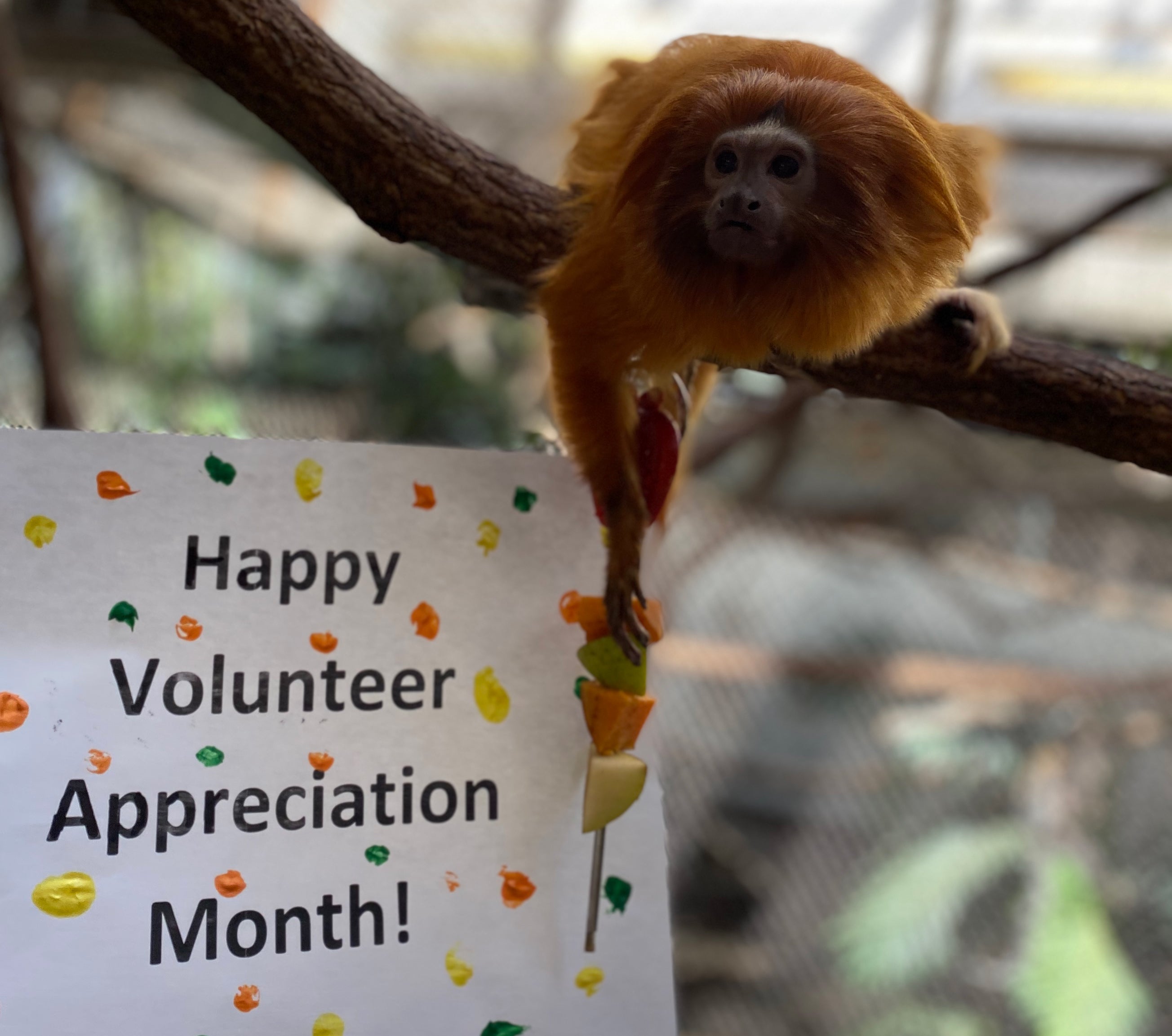 A golden lion tamarin perched on a tree branch reaches for pieces of fruit attached to a stick. The fruit is next to a sign that says "Happy Volunteer Appreciation Month!"