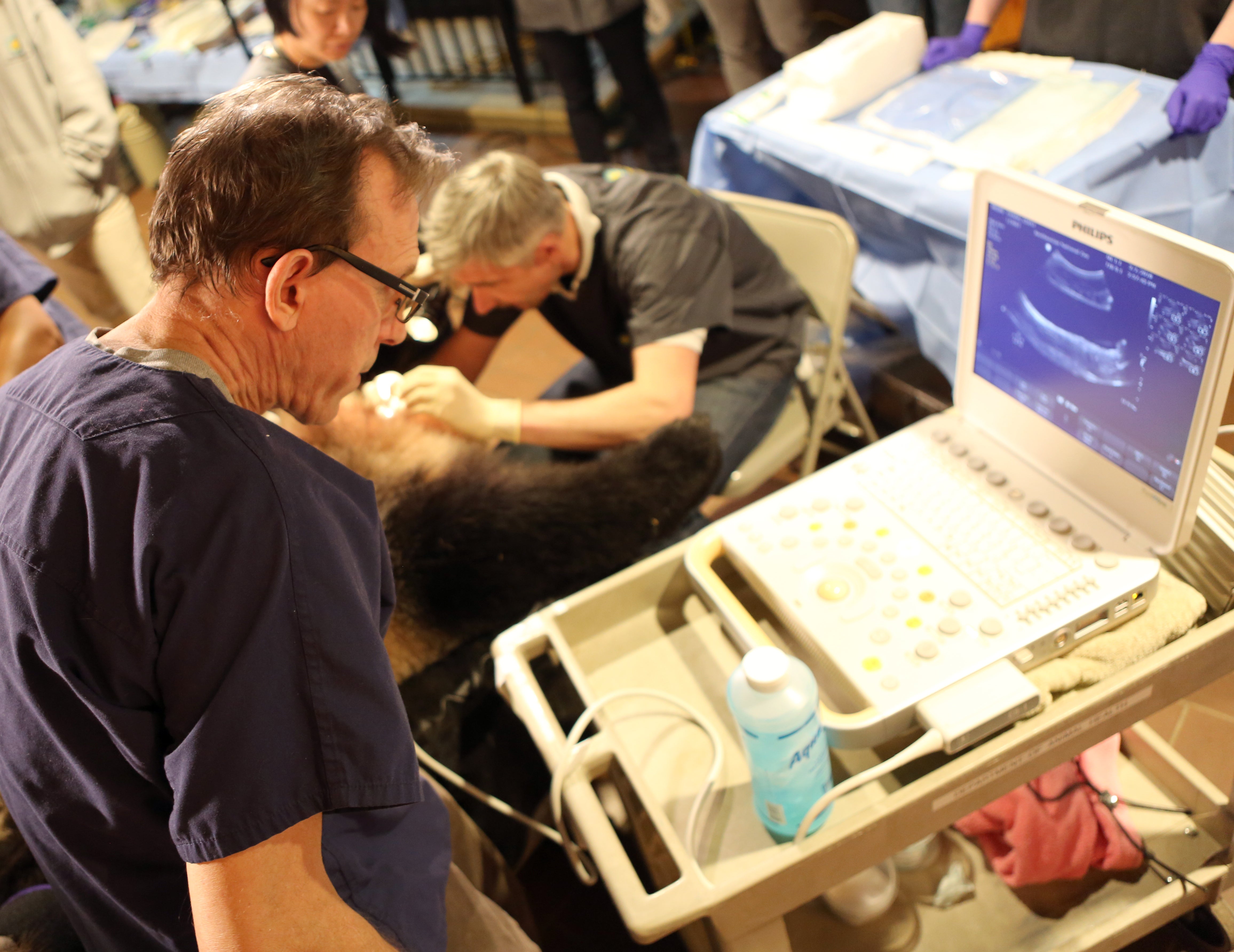 Veterinarian Dr. Don Neiffer looks at an ultrasound as Research Biologist Dr. Pierre Comizzoli artificially inseminates giant panda Mei Xiang
