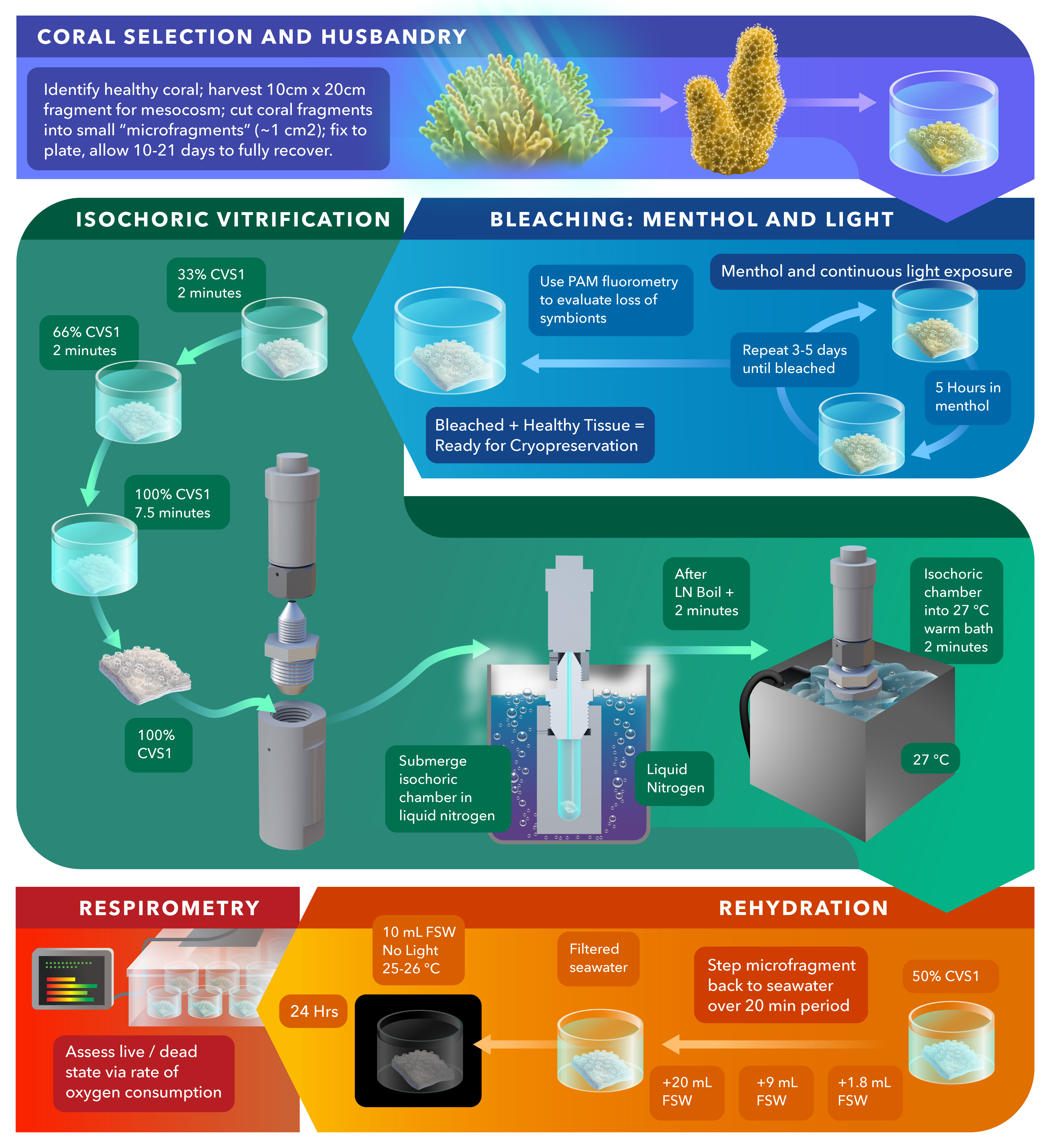Infographic detailing isochoric vitrification process for corals.