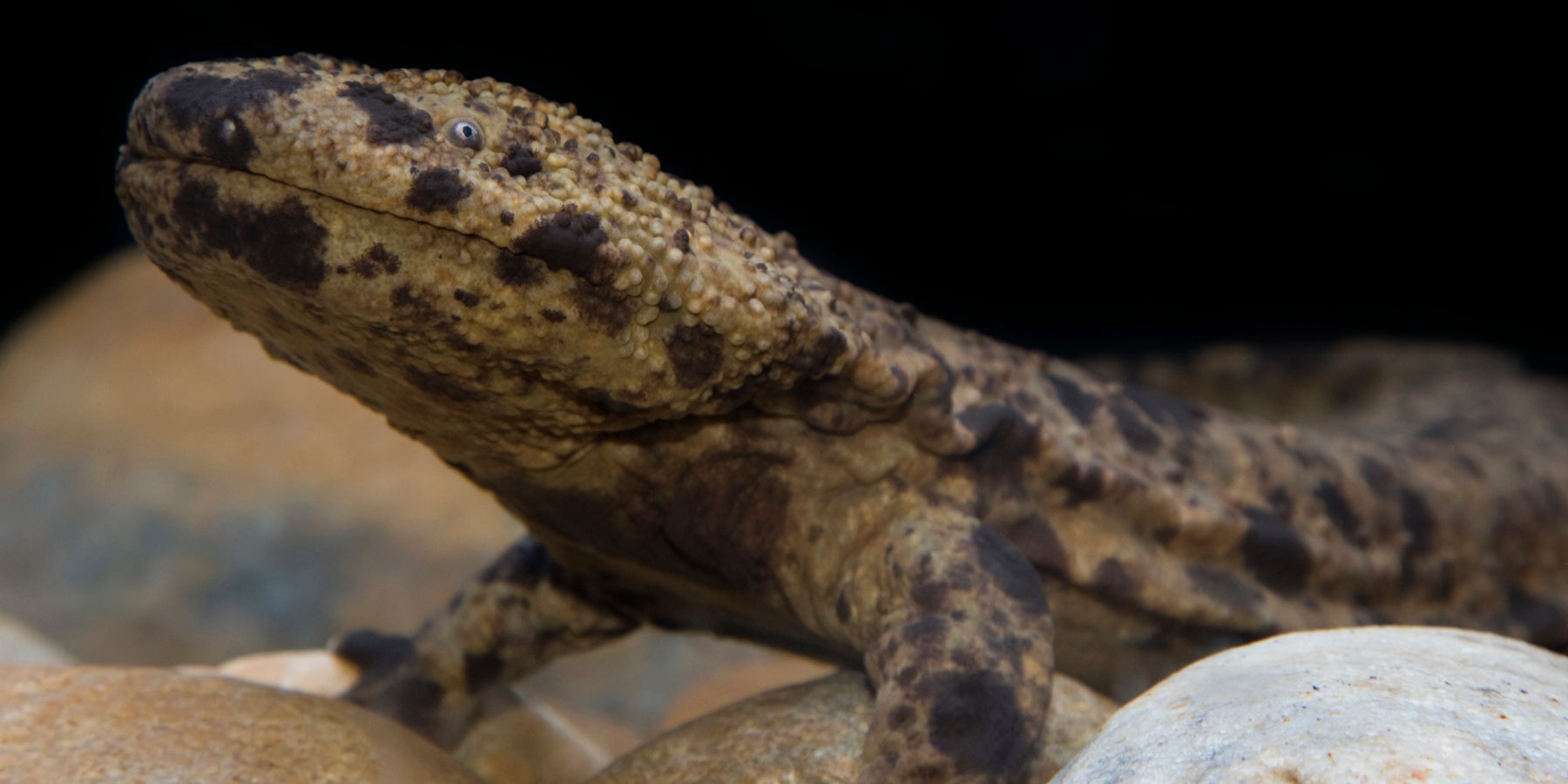 Japanese giant salamander at the Reptile Discovery Center