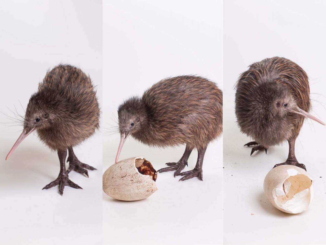 Three Kiwi Chicks At The Smithsonian Conservation Biology Institute Receive Names Smithsonian