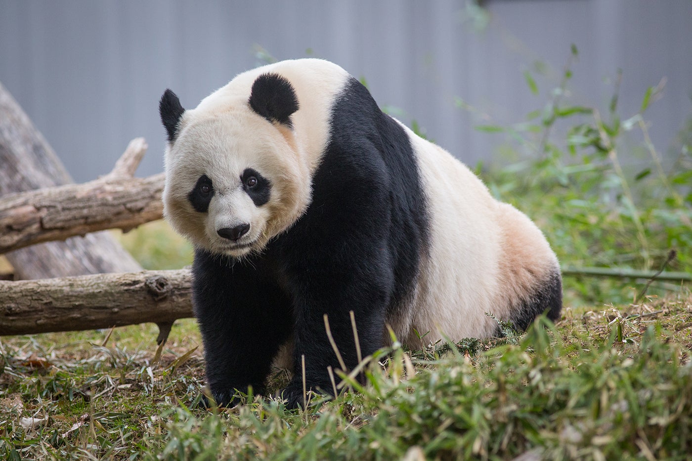 giant panda mei xiang in her yard