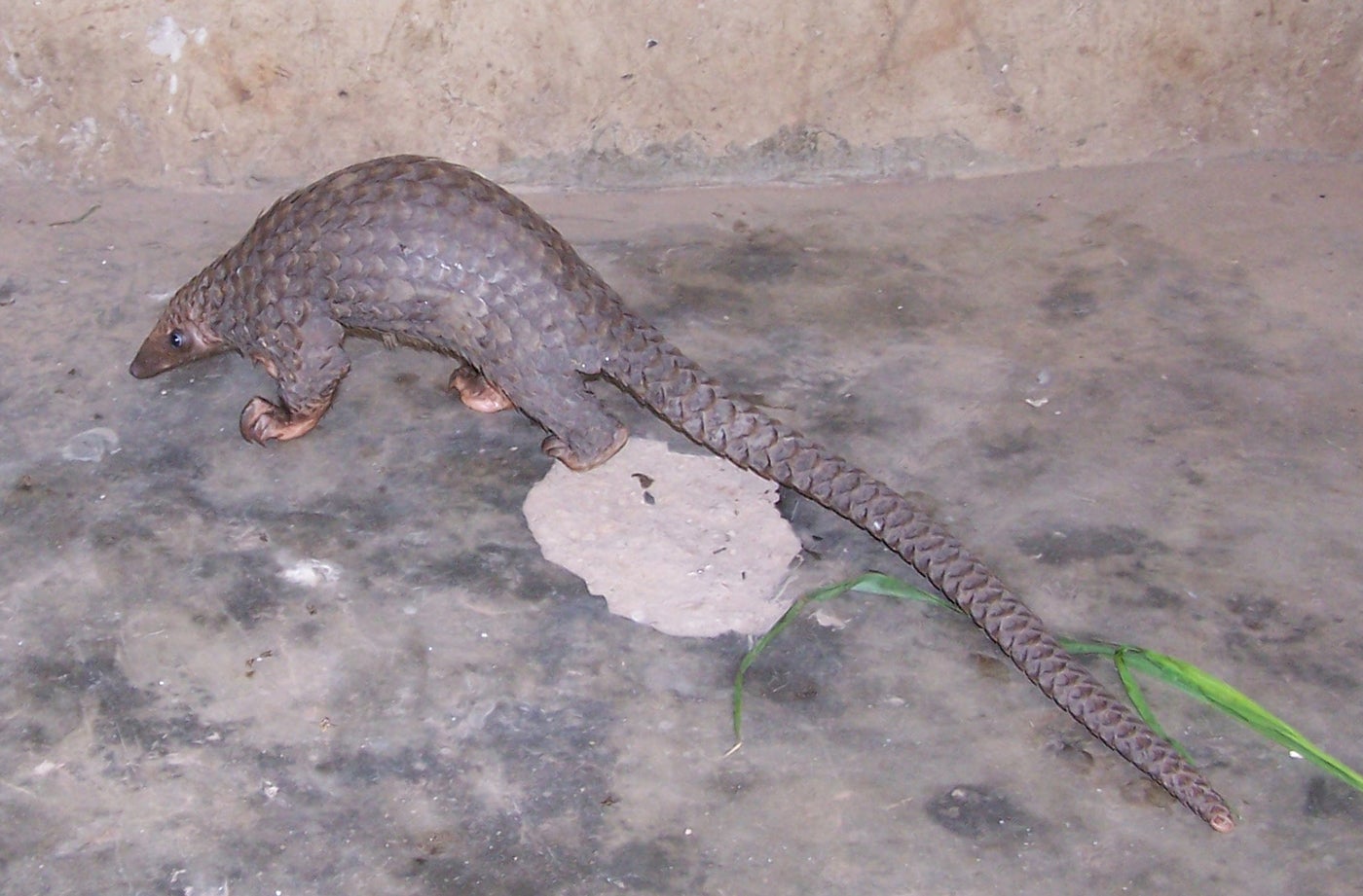 An illegally trafficked common African pangolin