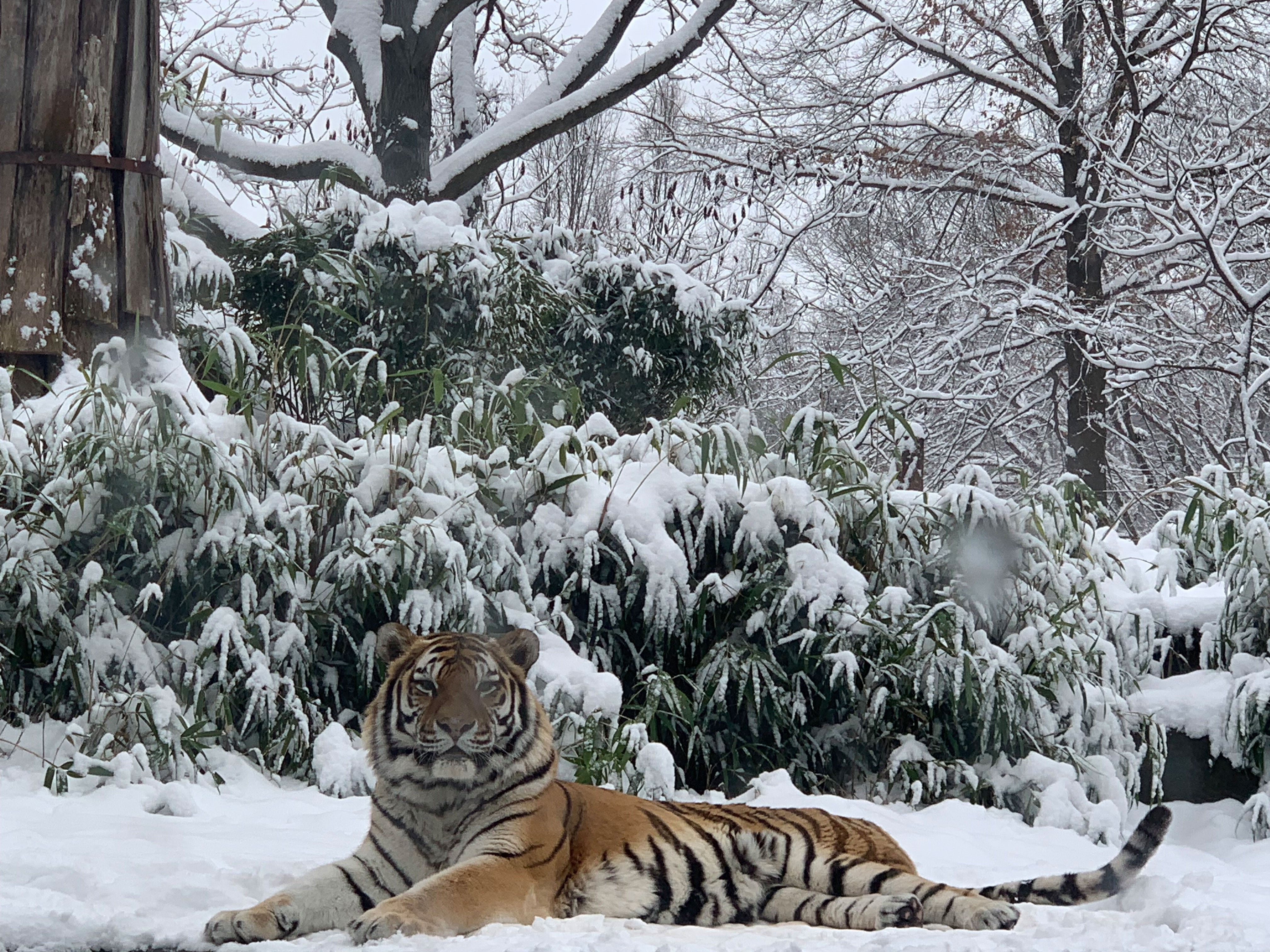 Amur tiger Pavel rests in snow at the Smithsonian's National Zoo