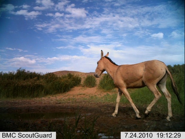 Where Do Wild Przewalski's Horses Roam? | Smithsonian's National Zoo ...