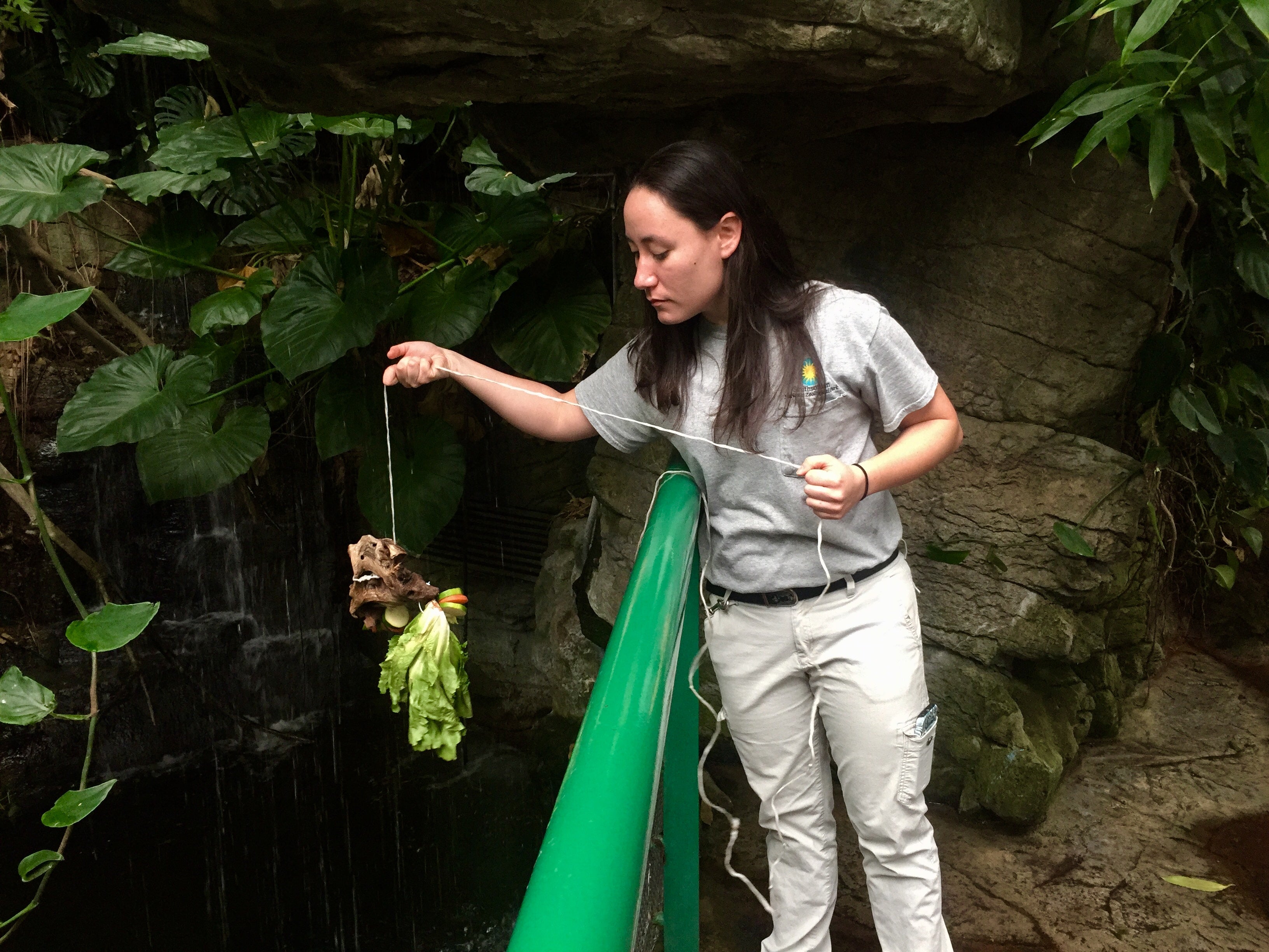 A female zookeeper lowers a string with lettuce and other vegetables into a habitat in the National Zoo's Amazonia exhibit