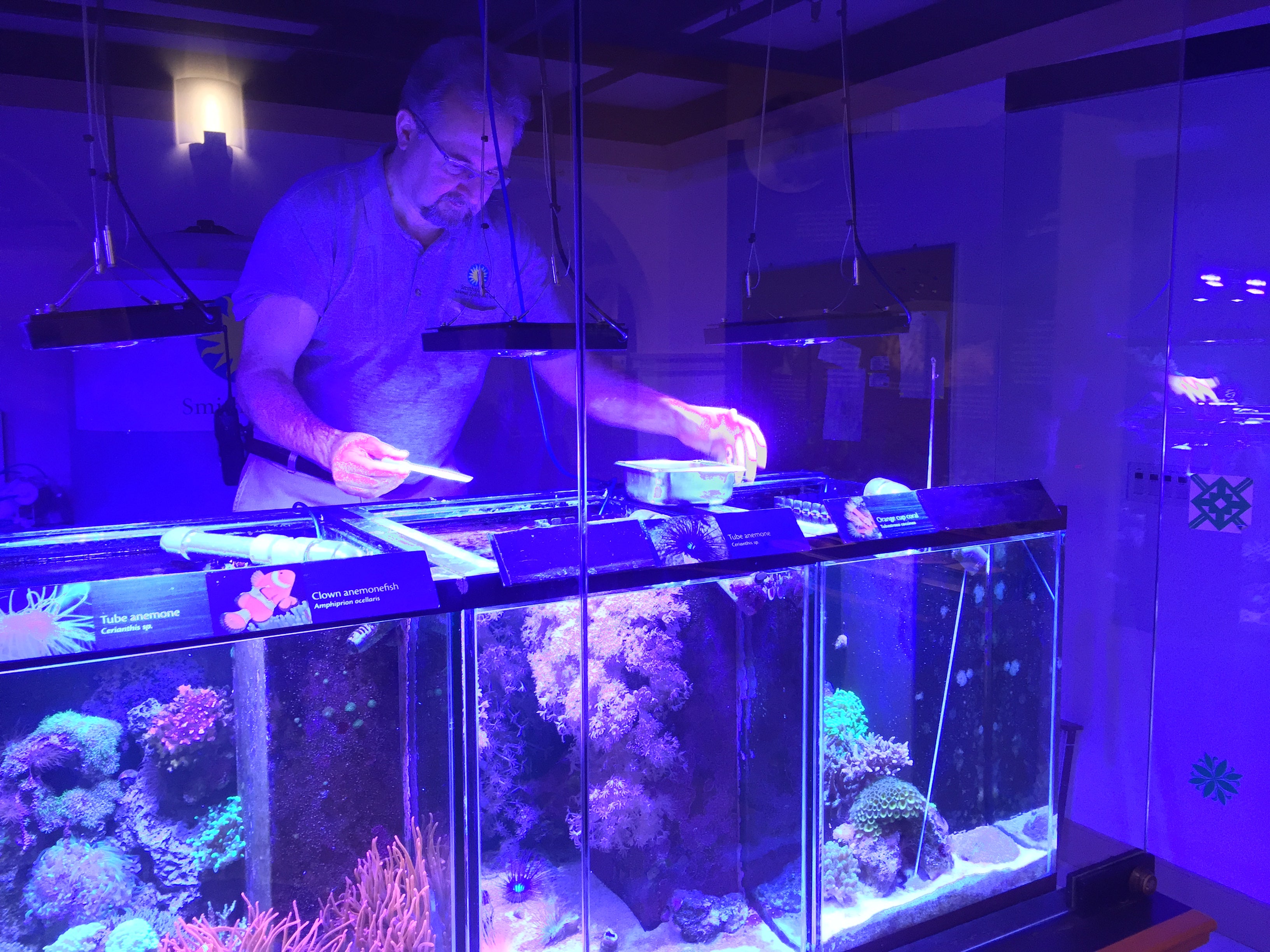 A zookeeper looks into a tank of corals