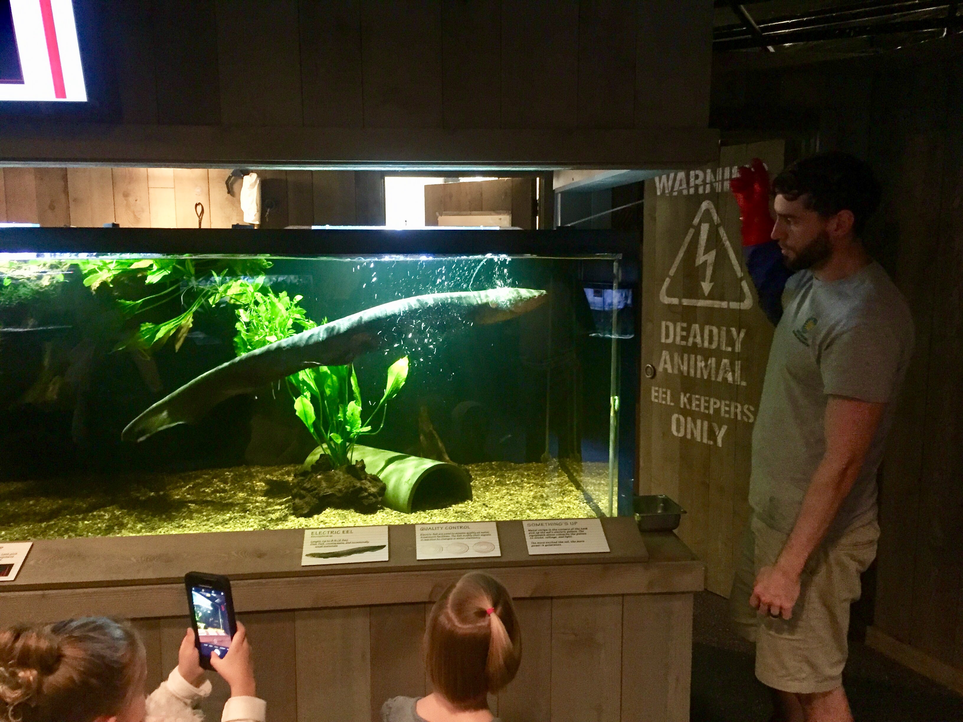 A zookeeper gives a public demonstration with the electric eel