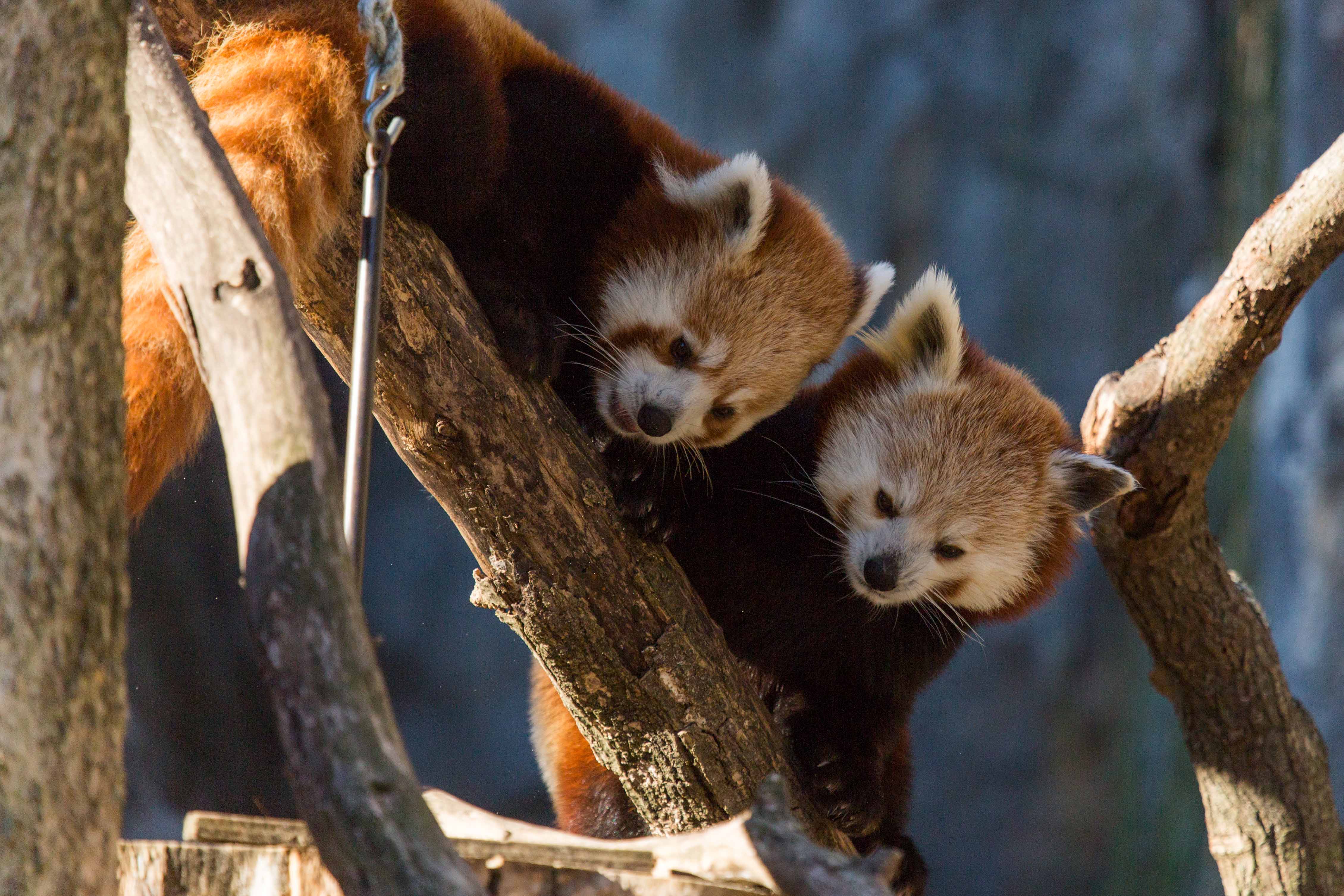 New at the Zoo: Meet Red Pandas Nutmeg and Jackie