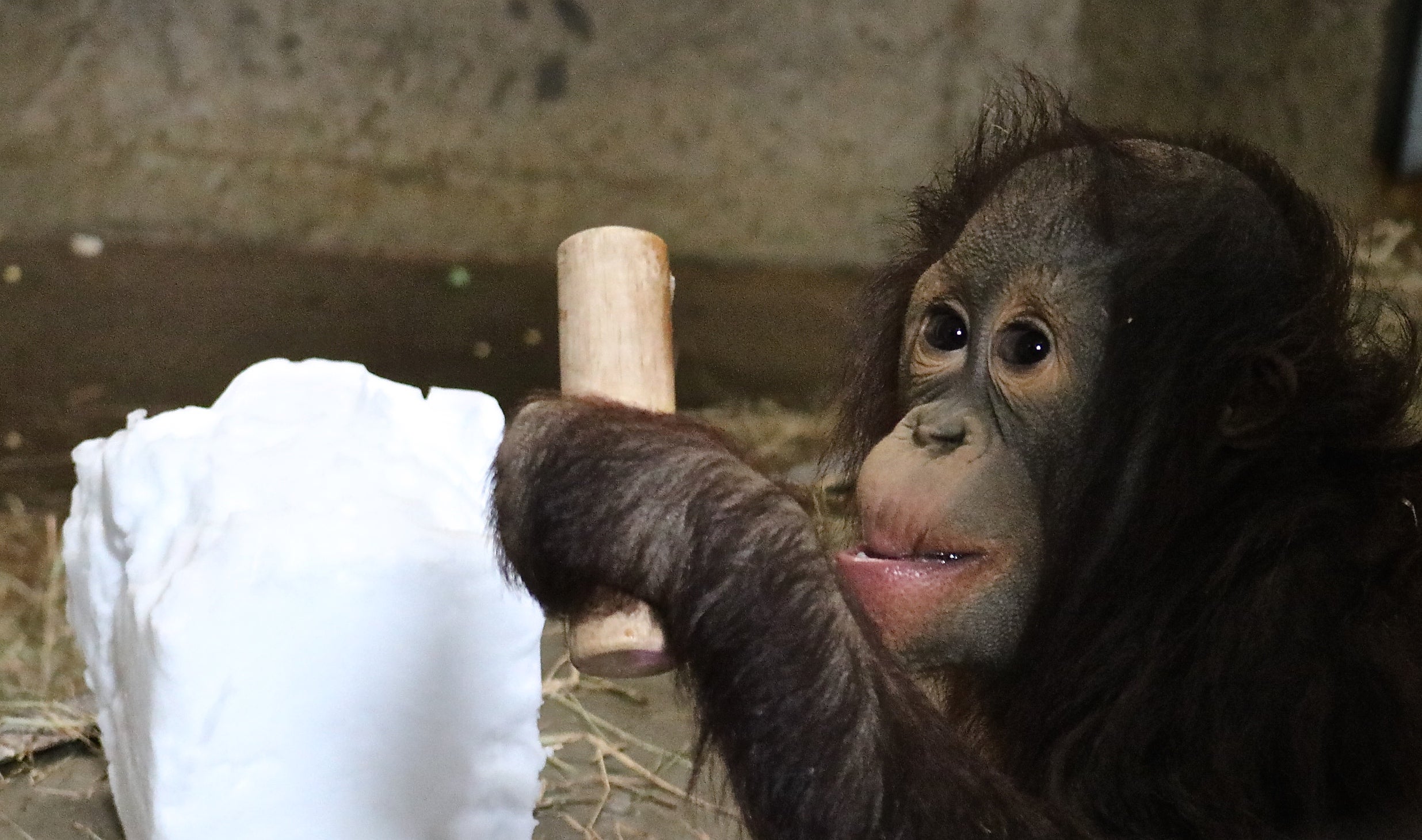 Infant orangutan Redd holds a wooden tool and plays with a block of snow
