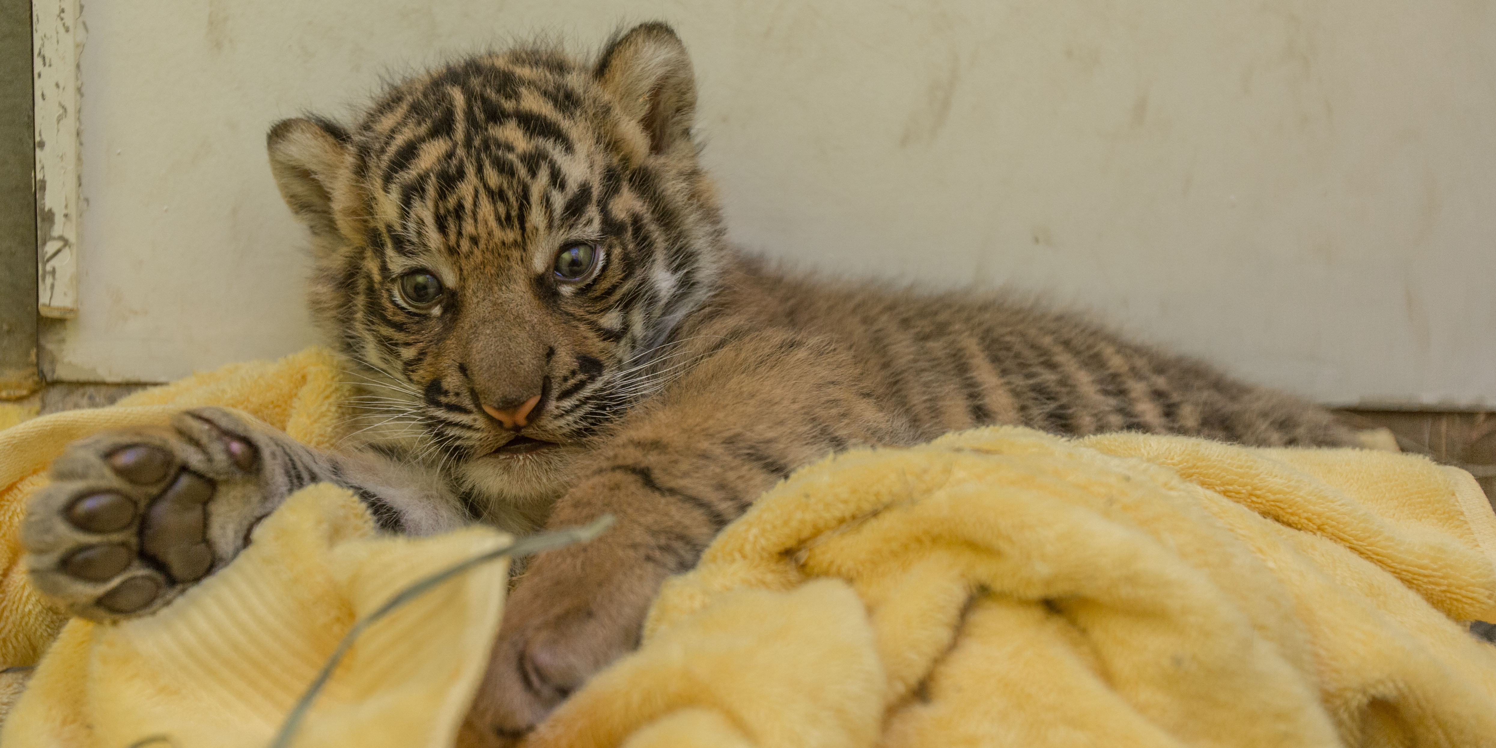 National Zoo Is Hoping For Tiger Babies