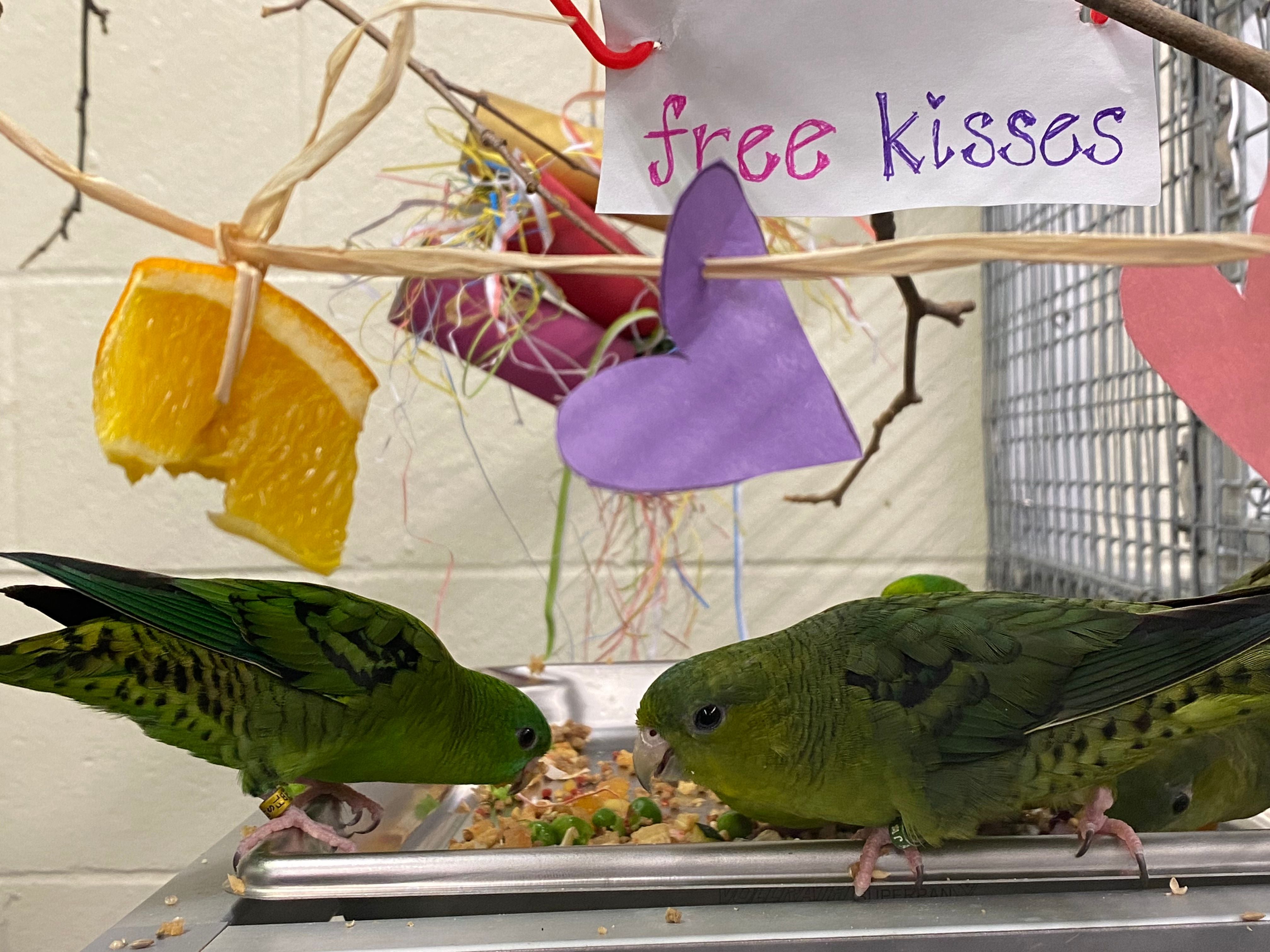 Barred parakeet enjoy treats and heart-shaped Valentine's Day enrichment.