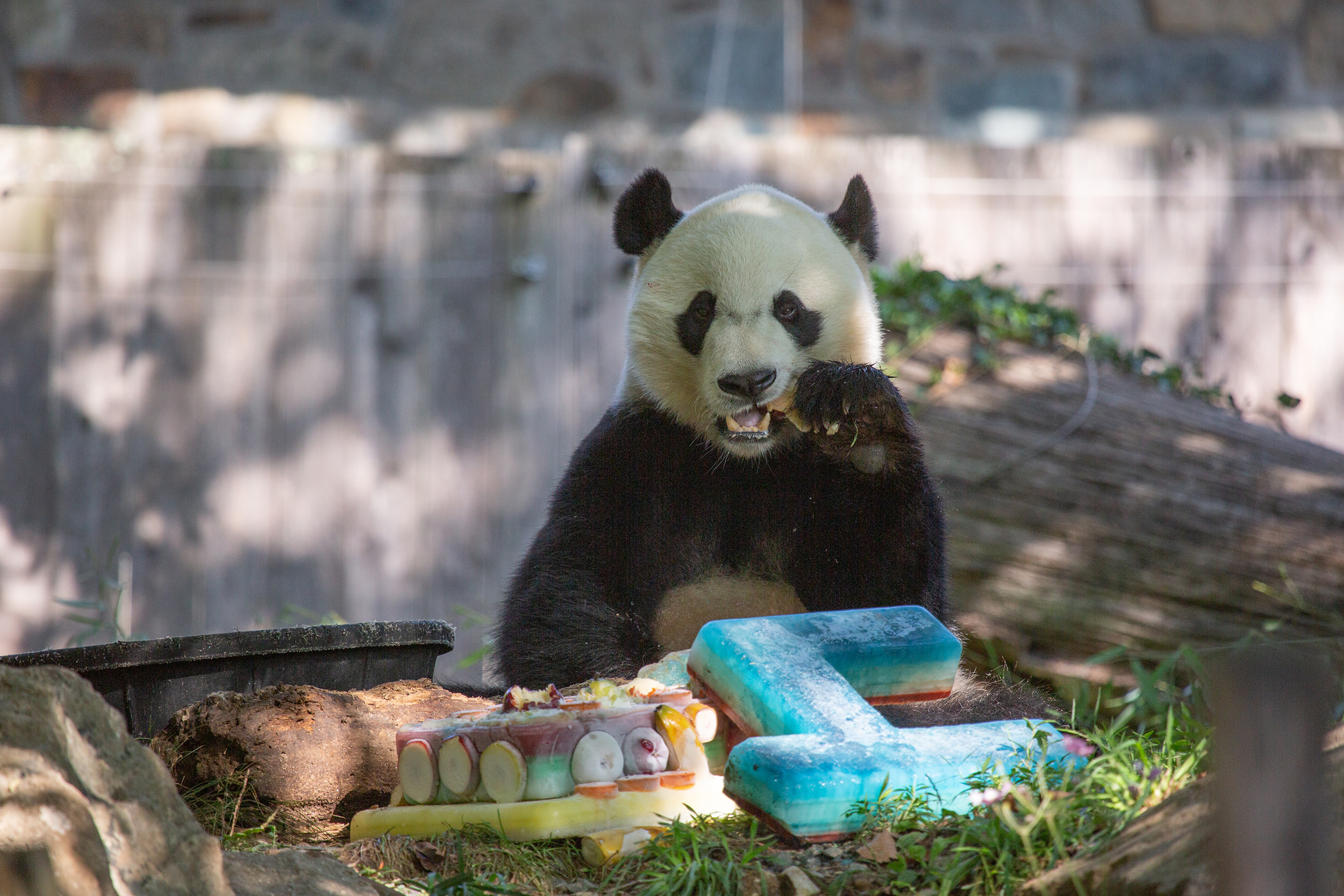 Giant Panda Bei Bei Celebrates His Fourth Birthday at the Smithsonian’s