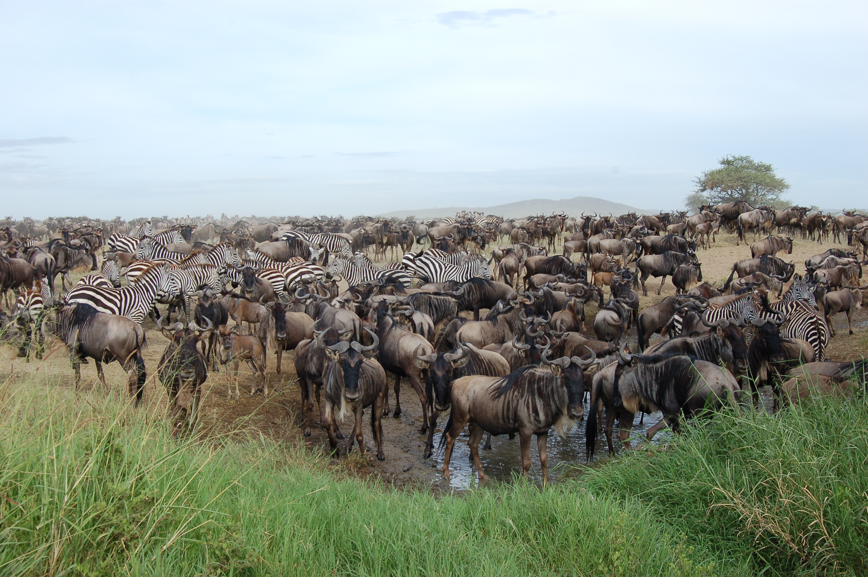 Smithsonian Scientists Discover Male Rutting Calls Increase Female ...