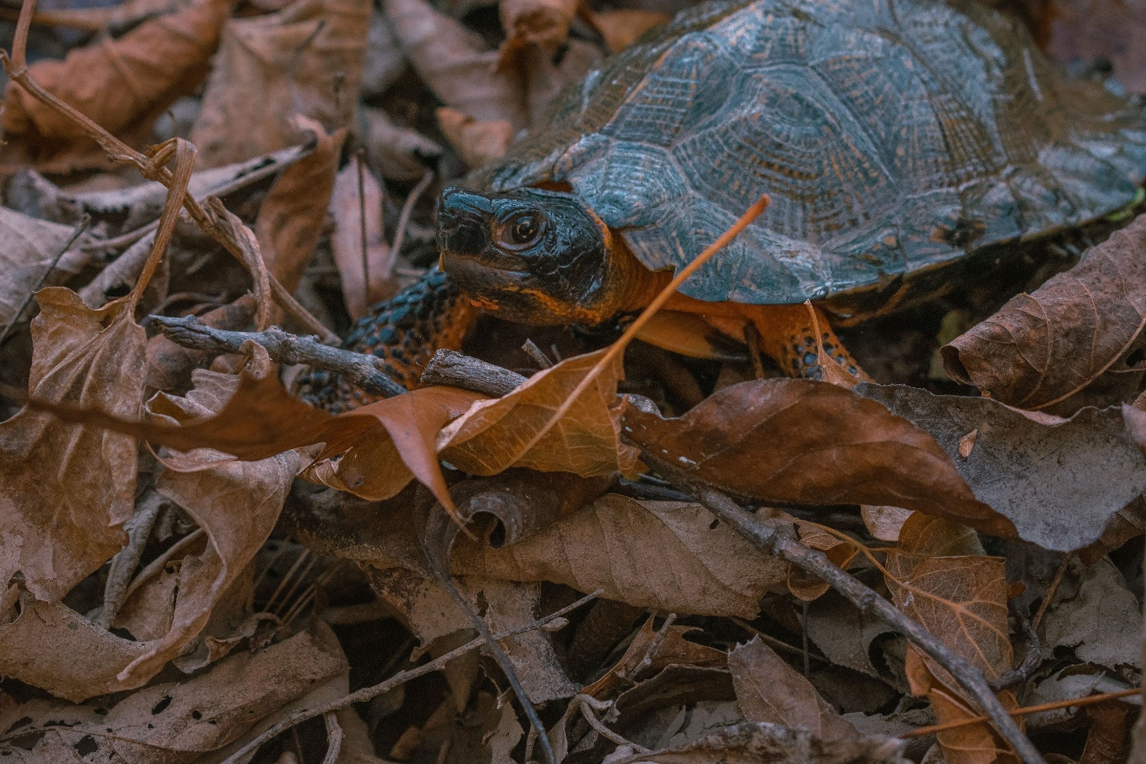 A small wood turtle stands in a pile of fallen leaves in a forest