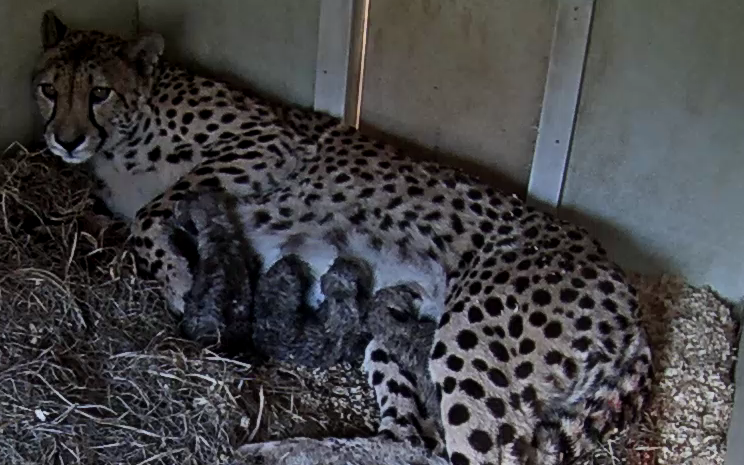 Female cheetah Echo lays in a bed of hay nursing her four, small newborn cheetah cubs