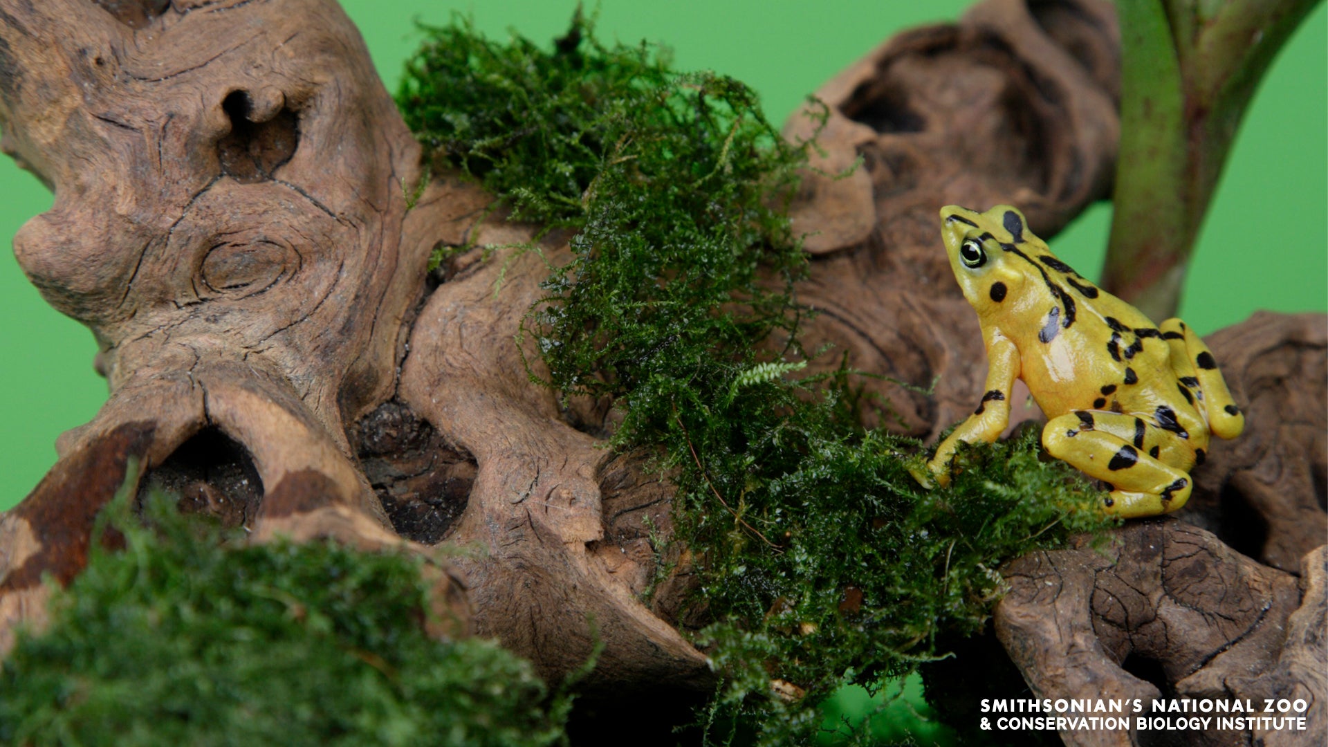 A Panamanian golden frog standing on a mossy log