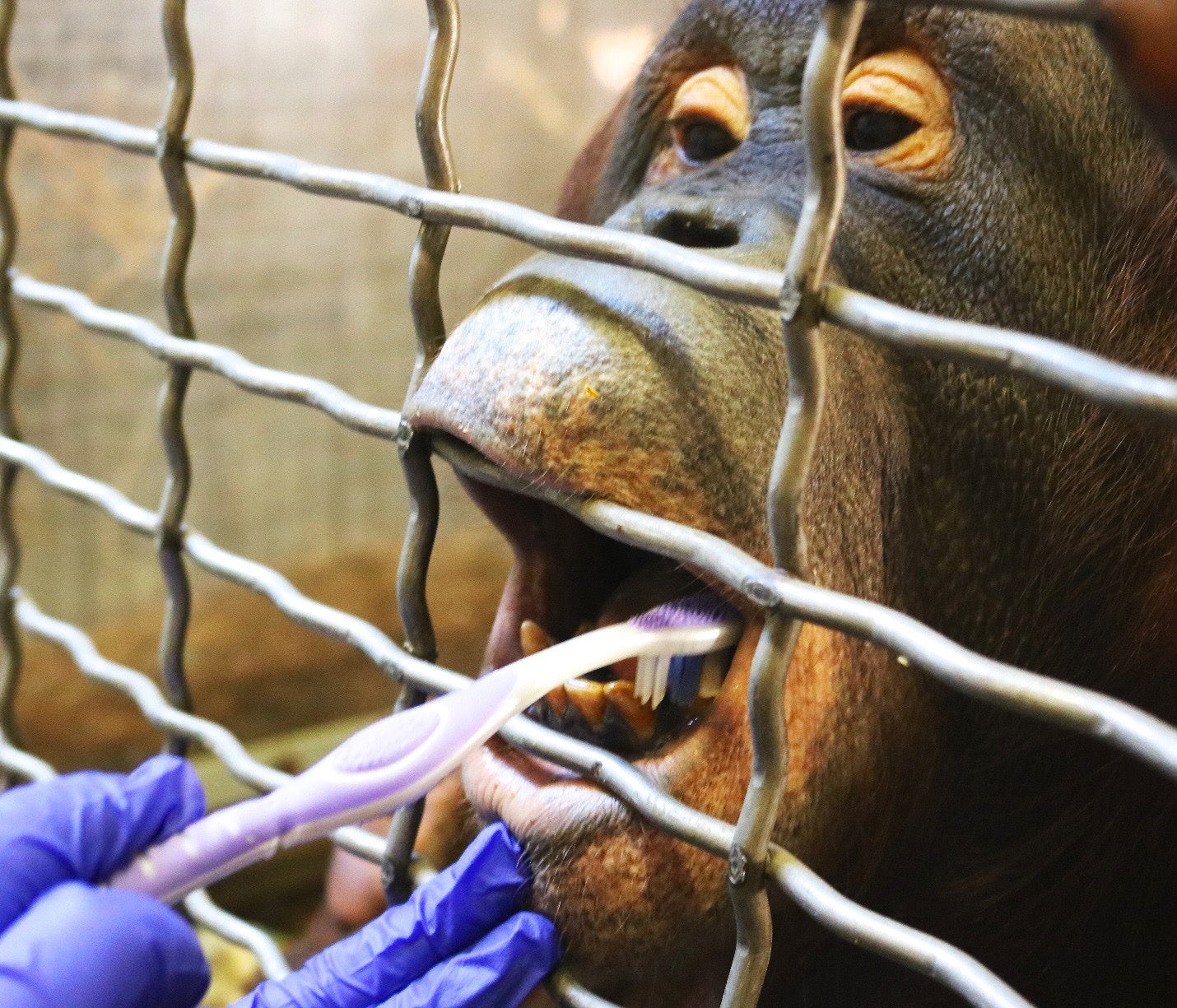 Training husbandry behaviors also allows keepers to provide safe, effective and stress-free medical care whenever possible. Bornean orangutan Batang voluntarily participates in having her teeth brushed. This allows primate keepers to quickly detect any dental issues that arise. 