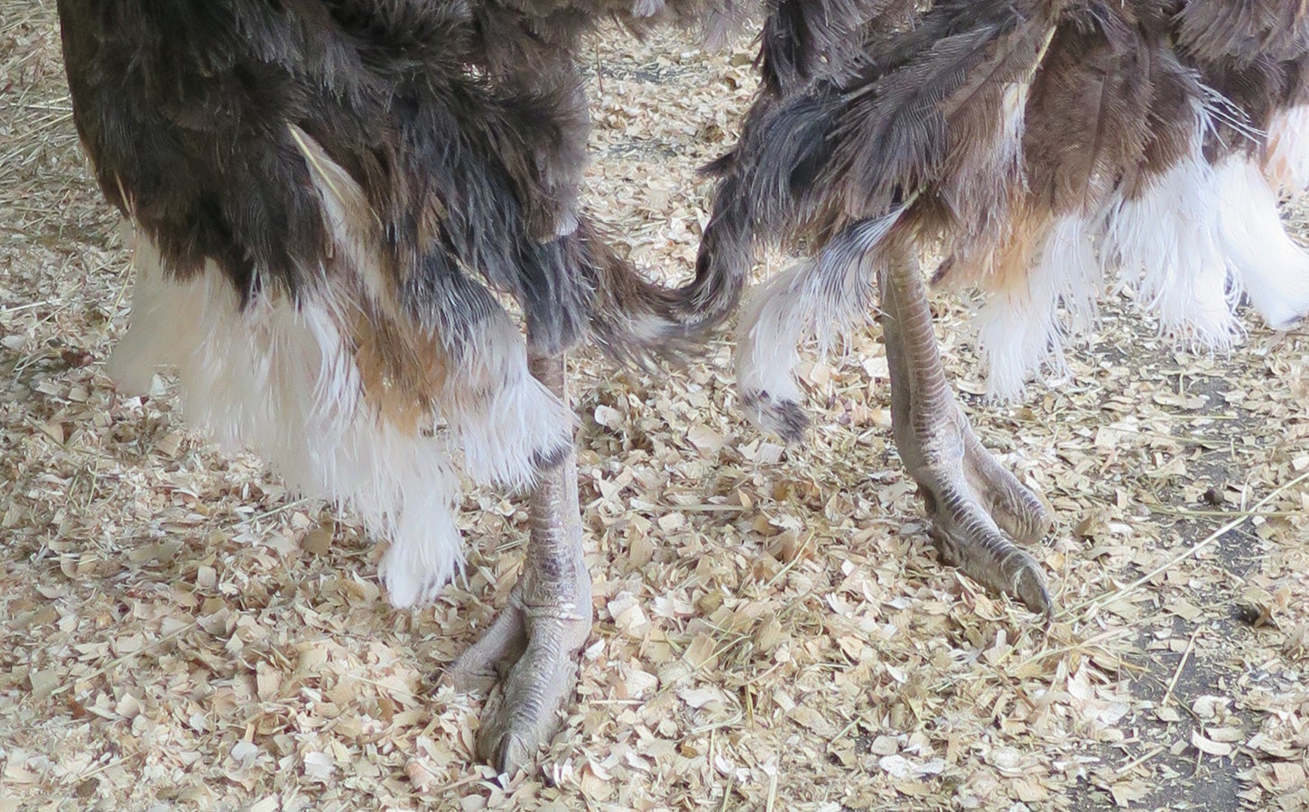 An ostrich's legs and feet with two large toes on each foot